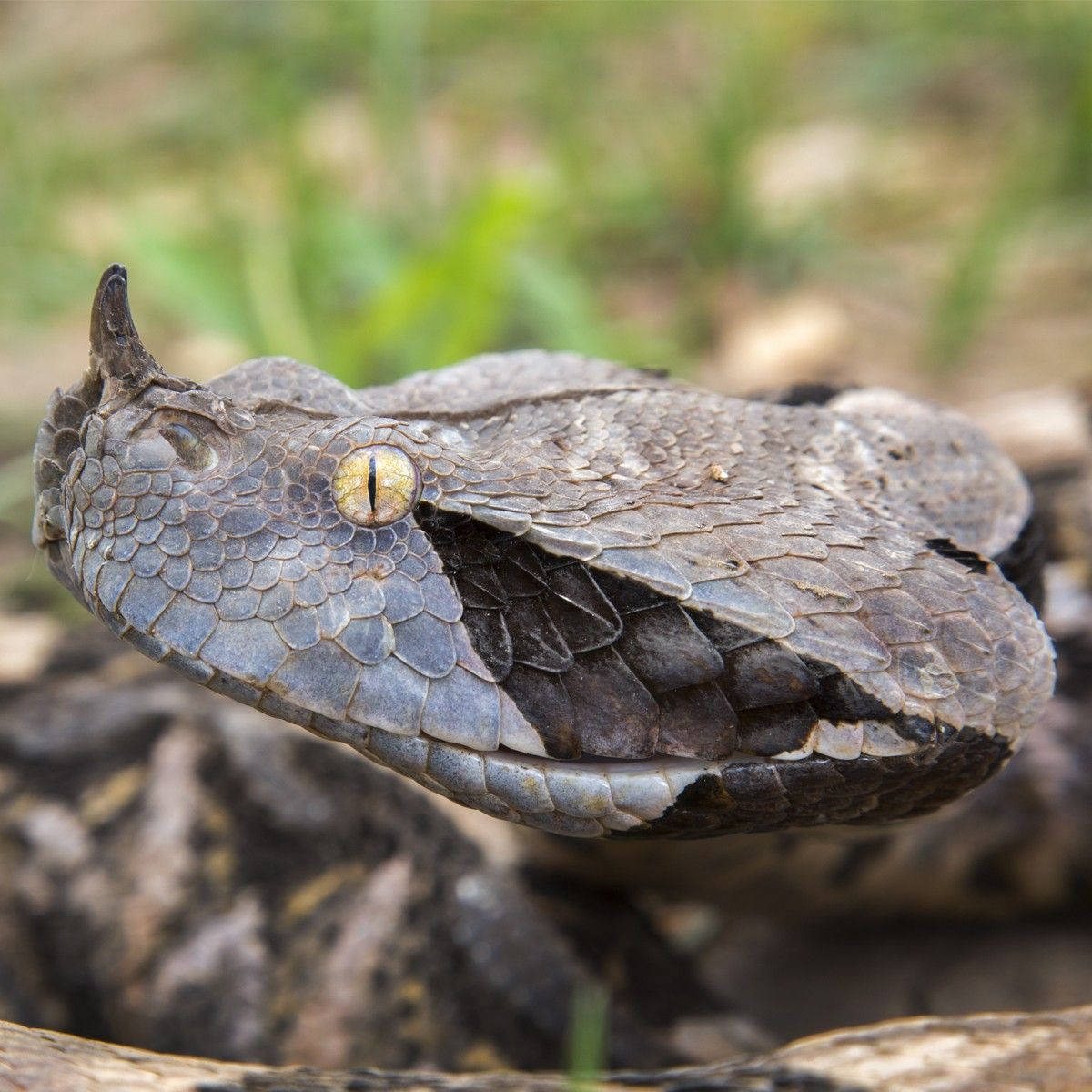 reptile 桌布 壁紙 — 角蝰蛇的特寫，具有紋理鱗片和引人注目的黃色眼睛，蜷縮在泥土上。