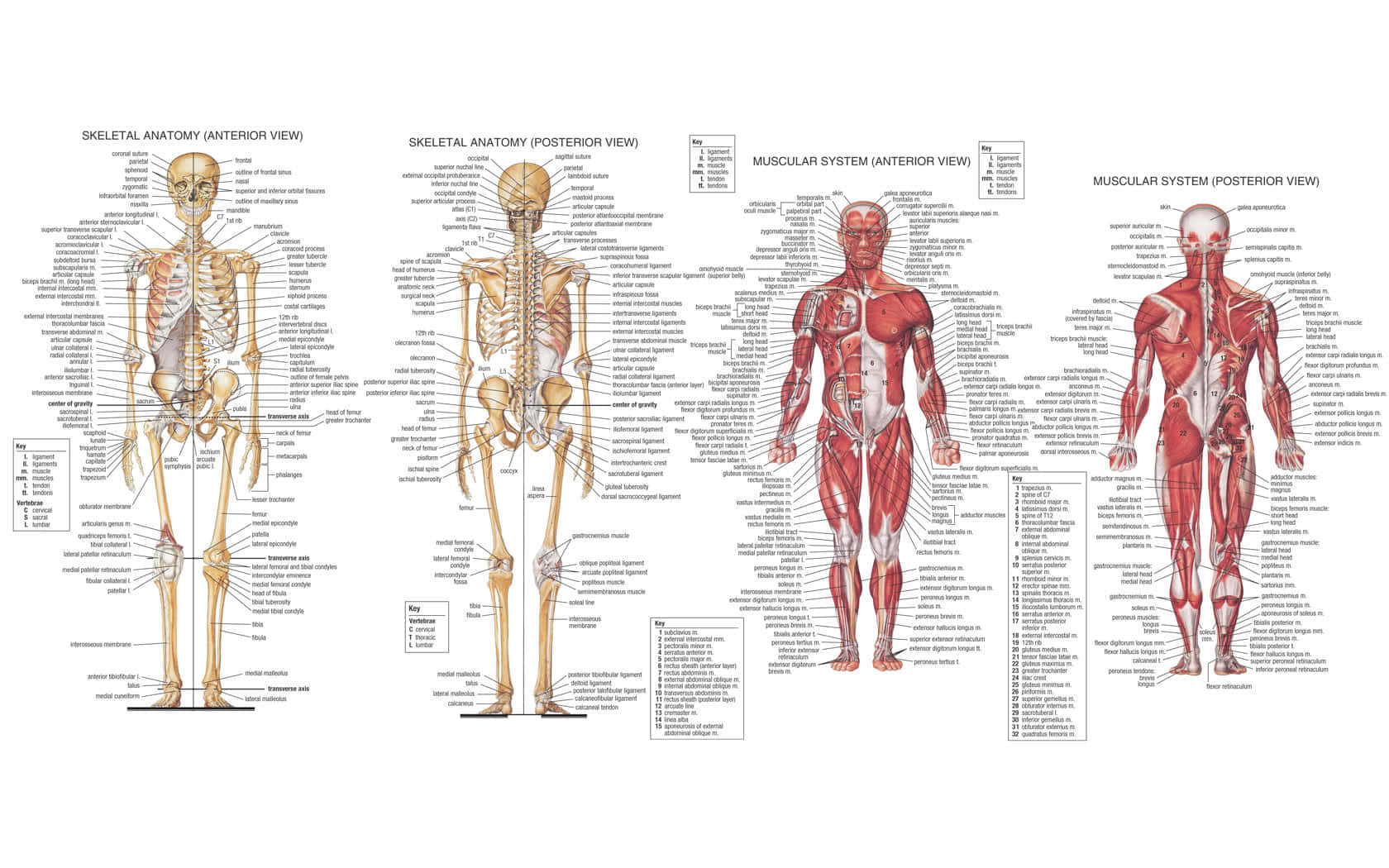 anatomy 桌布 壁紙 — 解剖圖顯示人體骨骼和肌肉系統的前視圖和後視圖，並帶有標籤部分。