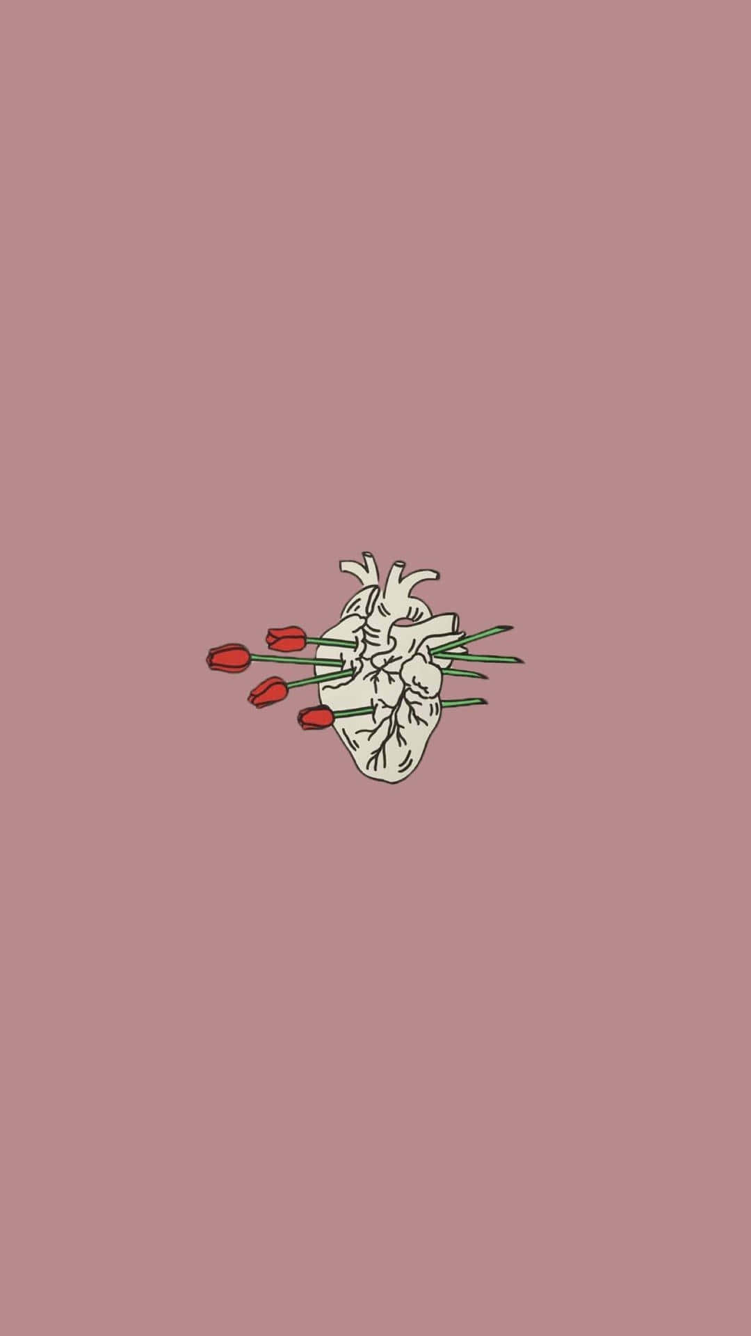 Cute Red 桌布 壁紙 — 解剖學心臟在柔和粉紅色背景上握著紅色鬱金香。