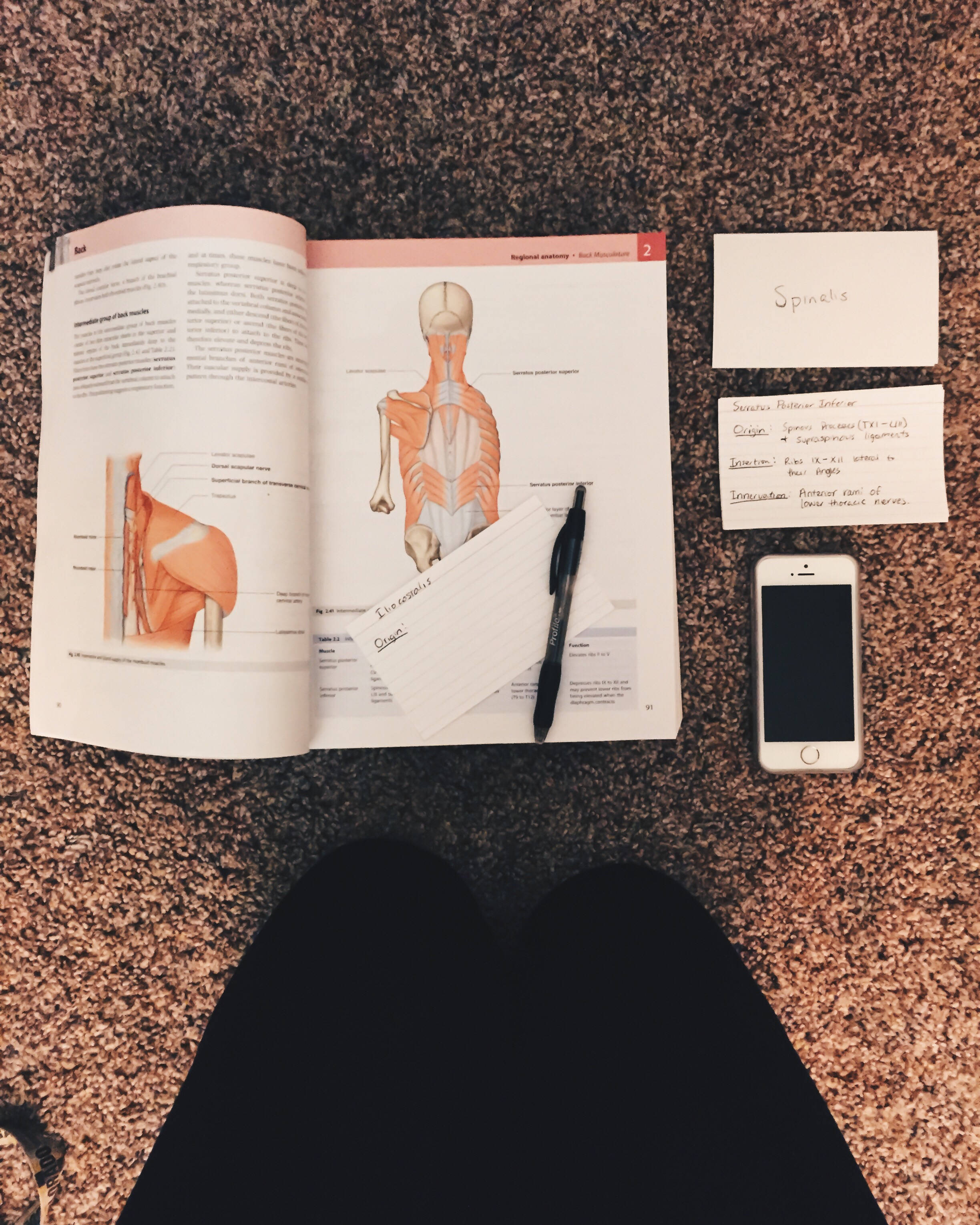 書桌 桌布 壁紙 — 解剖學教科書打開到脊椎肌肉圖表，放在有斑點的地板上，旁邊有手寫筆記、一支筆和一部電話，底部可見雙腿。