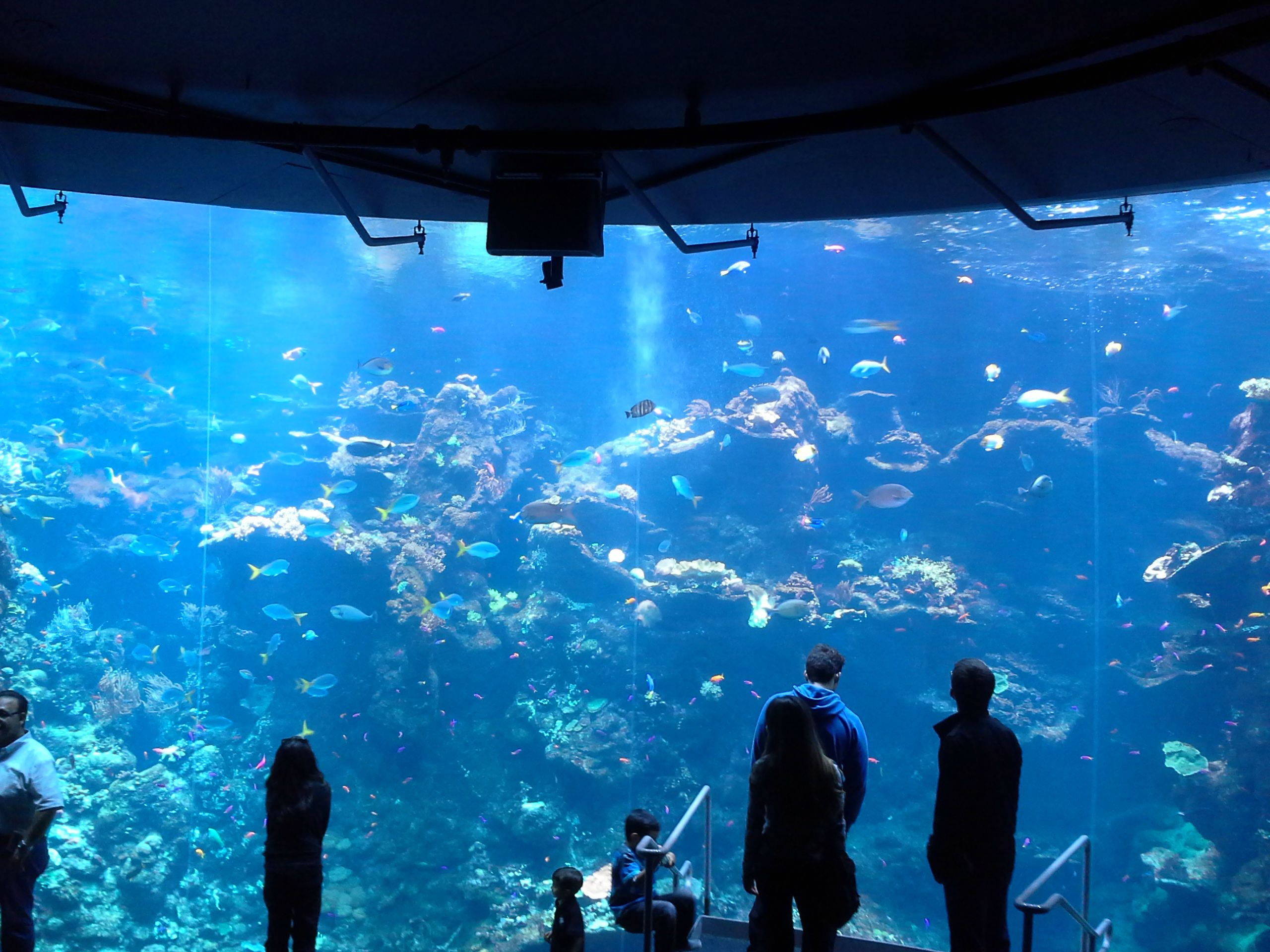 舊金山 桌布 壁紙 — 訪客驚嘆地凝視著一個巨大的水族館，裡面充滿了色彩繽紛的魚類和珊瑚，在藍色水下。