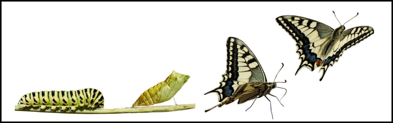 Caterpillar Transformation 桌布 壁紙 — 詳細插圖展示燕尾蝶從幼蟲到成蟲展翅的生命週期。