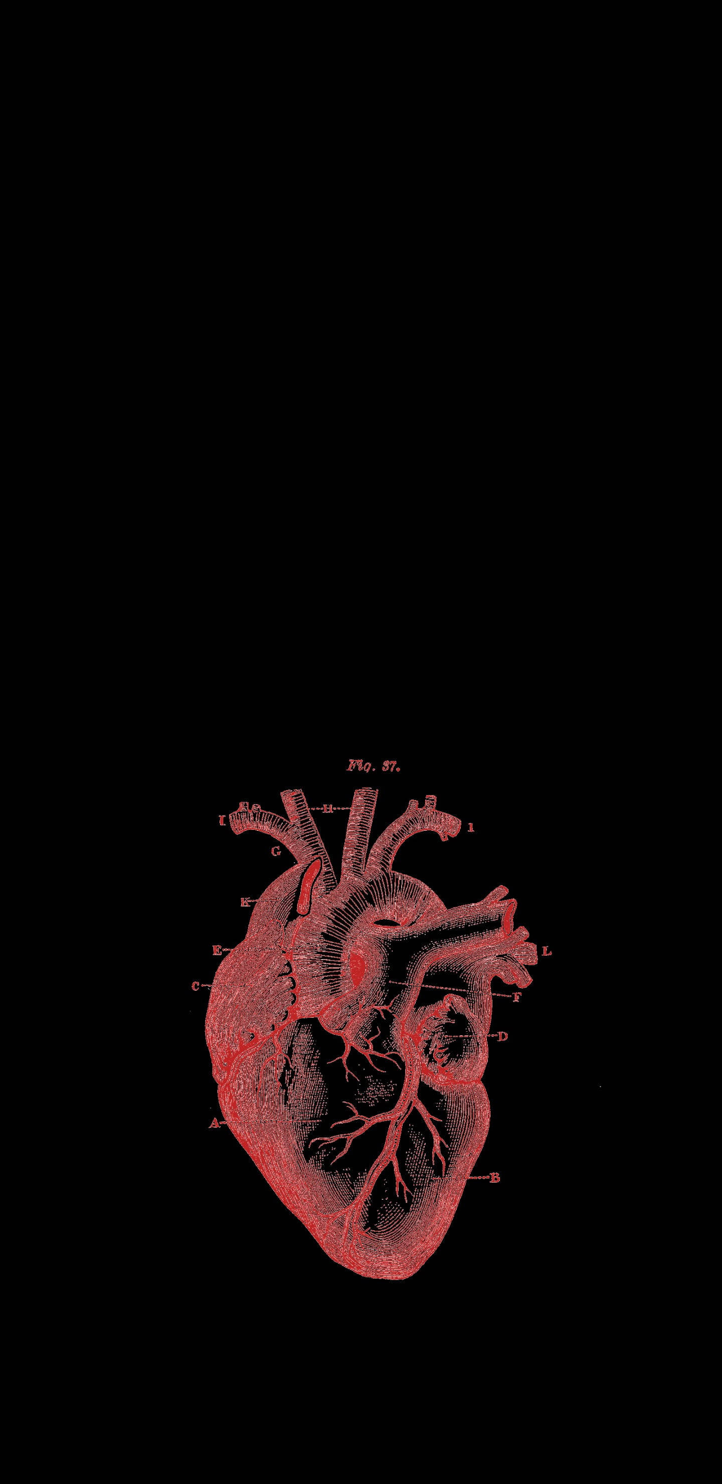 Black Heart Aesthetic 桌布 壁紙 — 詳細解剖插圖，紅色人體心臟置於純黑背景上，帶有標籤部分。