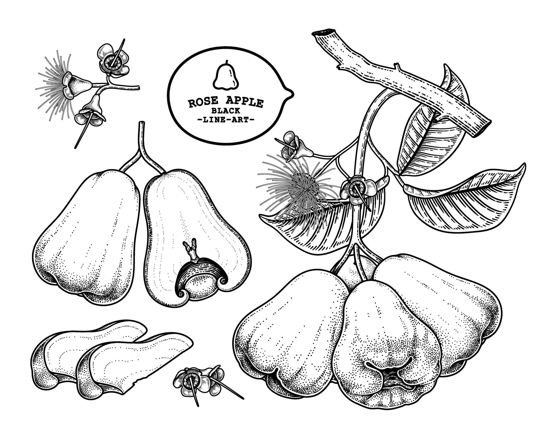 Fruits 桌布 壁紙 — 詳細黑色線條藝術插圖，描繪玫瑰蘋果果實、花朵和葉子，帶有圓點陰影和帶標籤的徽章。