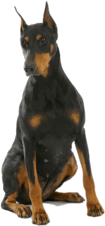警戒的杜賓犬坐姿 壁紙