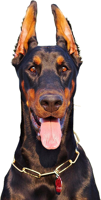 警戒的杜賓犬肖像 壁紙