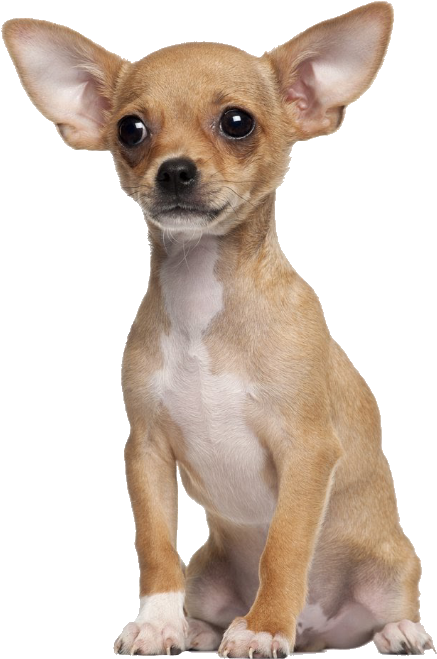警覺的棕褐色吉娃娃幼犬 壁紙