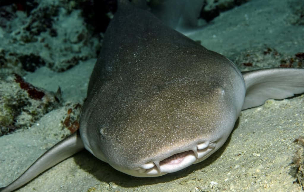 Nurse Shark 桌布 壁紙 — 護士鯊在沙質海床上休息的特寫照片，皮膚有紋理，牙齒可見。