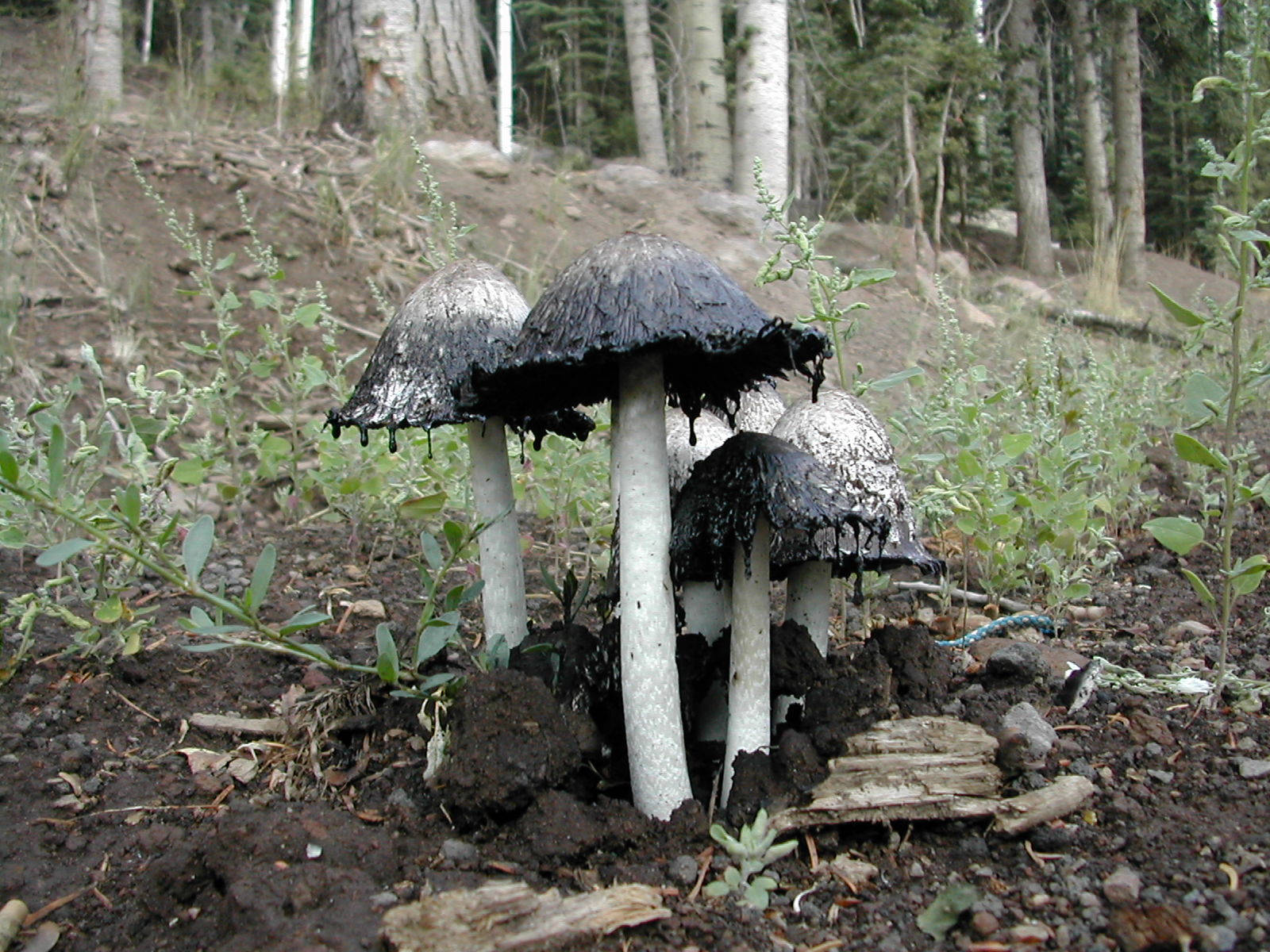 Cute Mushroom 桌布 壁紙 — 變黑的蘑菇帶有滴水的菌蓋，在森林空地上生長在綠色雜草和白楊樹之間。