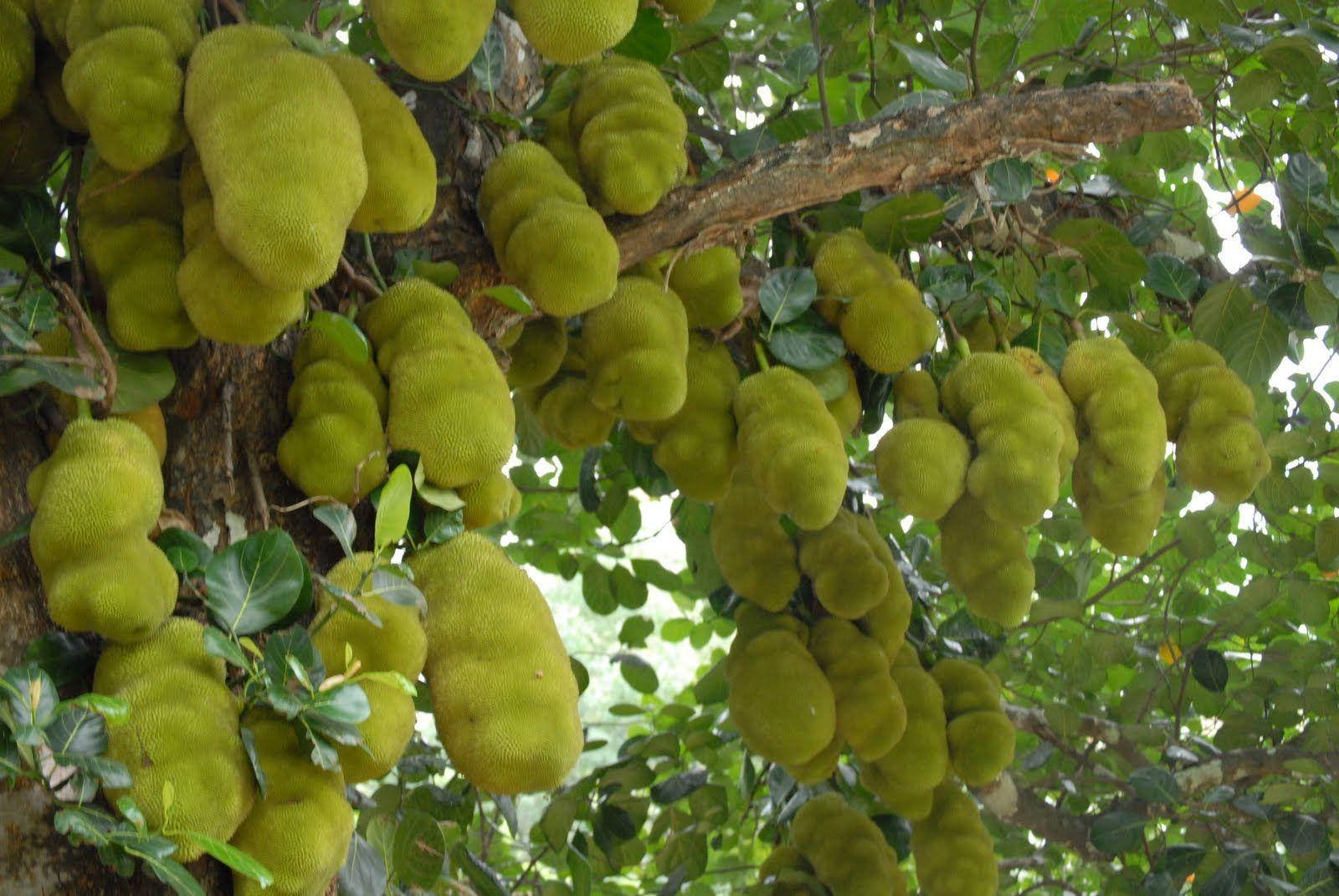 Fruit 桌布 壁紙 — 豐富的綠色菠蘿蜜重重地掛在樹枝上，周圍是茂密的樹葉。
