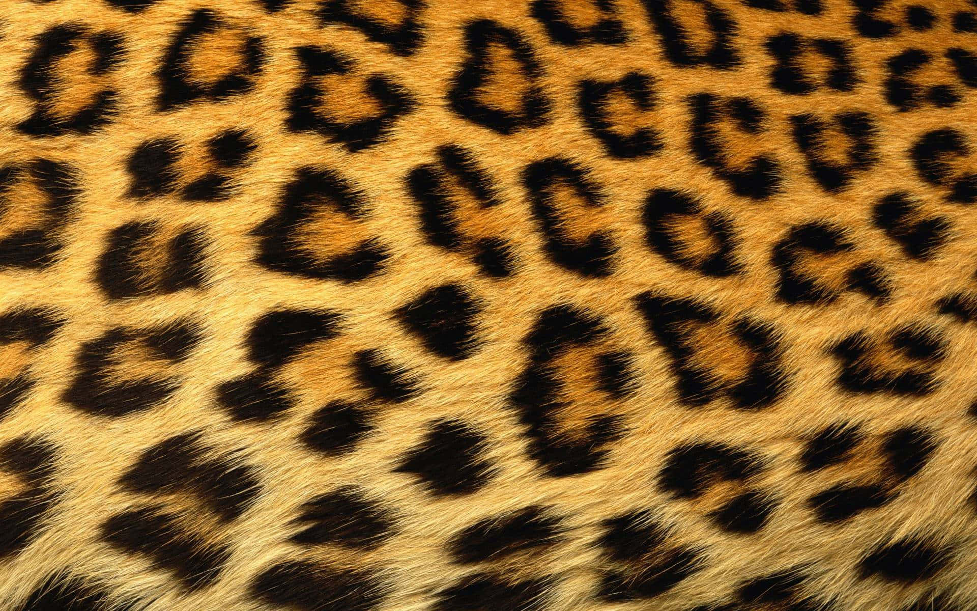 Cheetah Print 桌布 壁紙 — 豐富金色豹皮毛的特寫，帶有鮮明的黑色玫瑰斑點和柔軟有質感的毛髮。