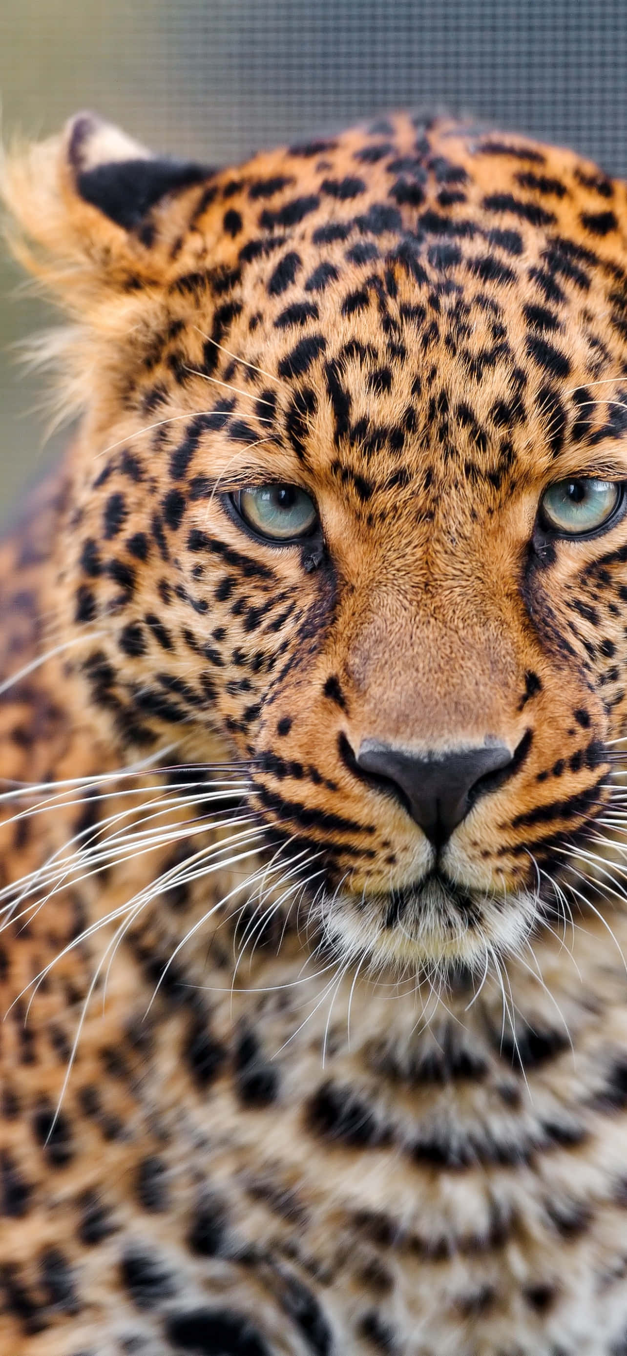 豹紋 桌布 壁紙 — 豹子銳利綠色眼睛和詳細斑點皮毛的強烈凝視特寫。