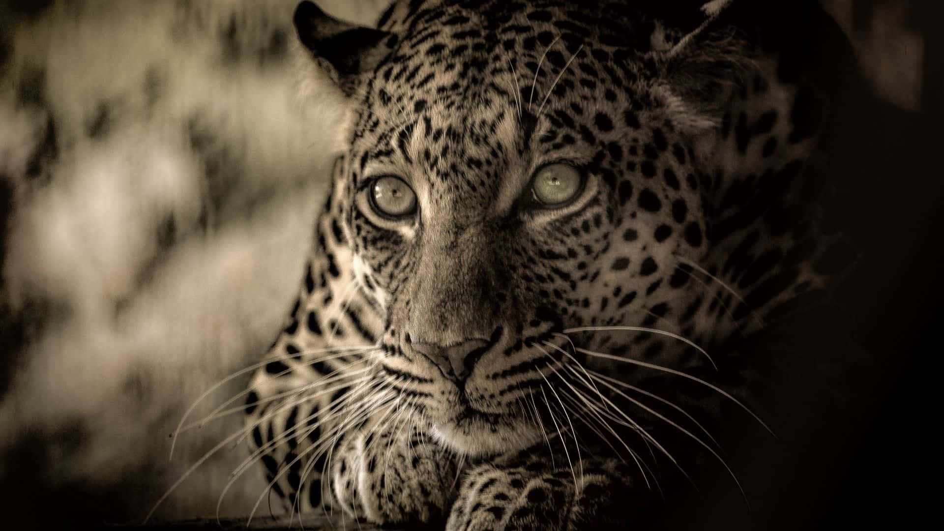 African Wildlife 桌布 壁紙 — 豹的特寫，眼神銳利，以懷舊褐色調呈現，背景柔和模糊。