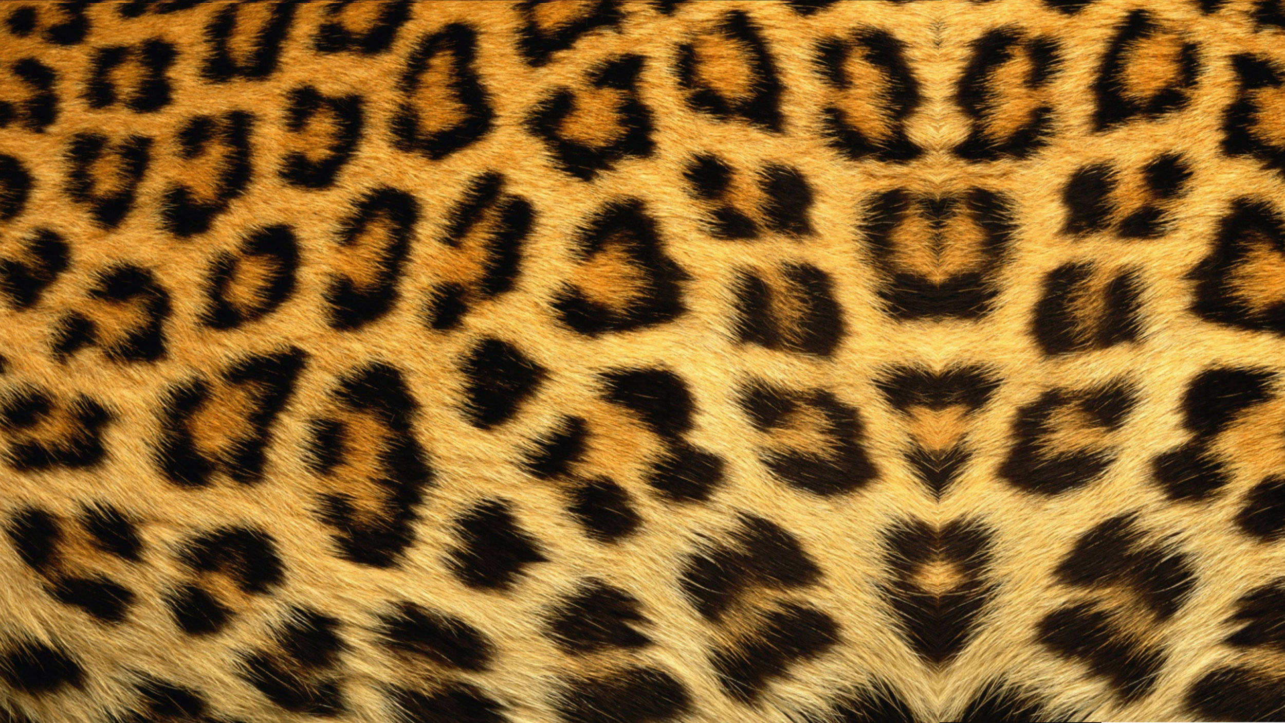 Cheetah Print 桌布 壁紙 — 豹的金色毛皮特寫，帶有醒目的黑色玫瑰斑紋和柔軟質感。