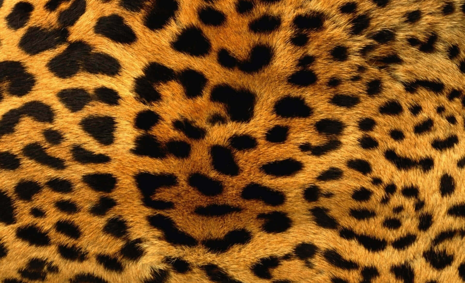 Cheetah Print 桌布 壁紙 — 豹的金色毛皮特寫，帶有醒目的黑色玫瑰花紋和柔軟質感。