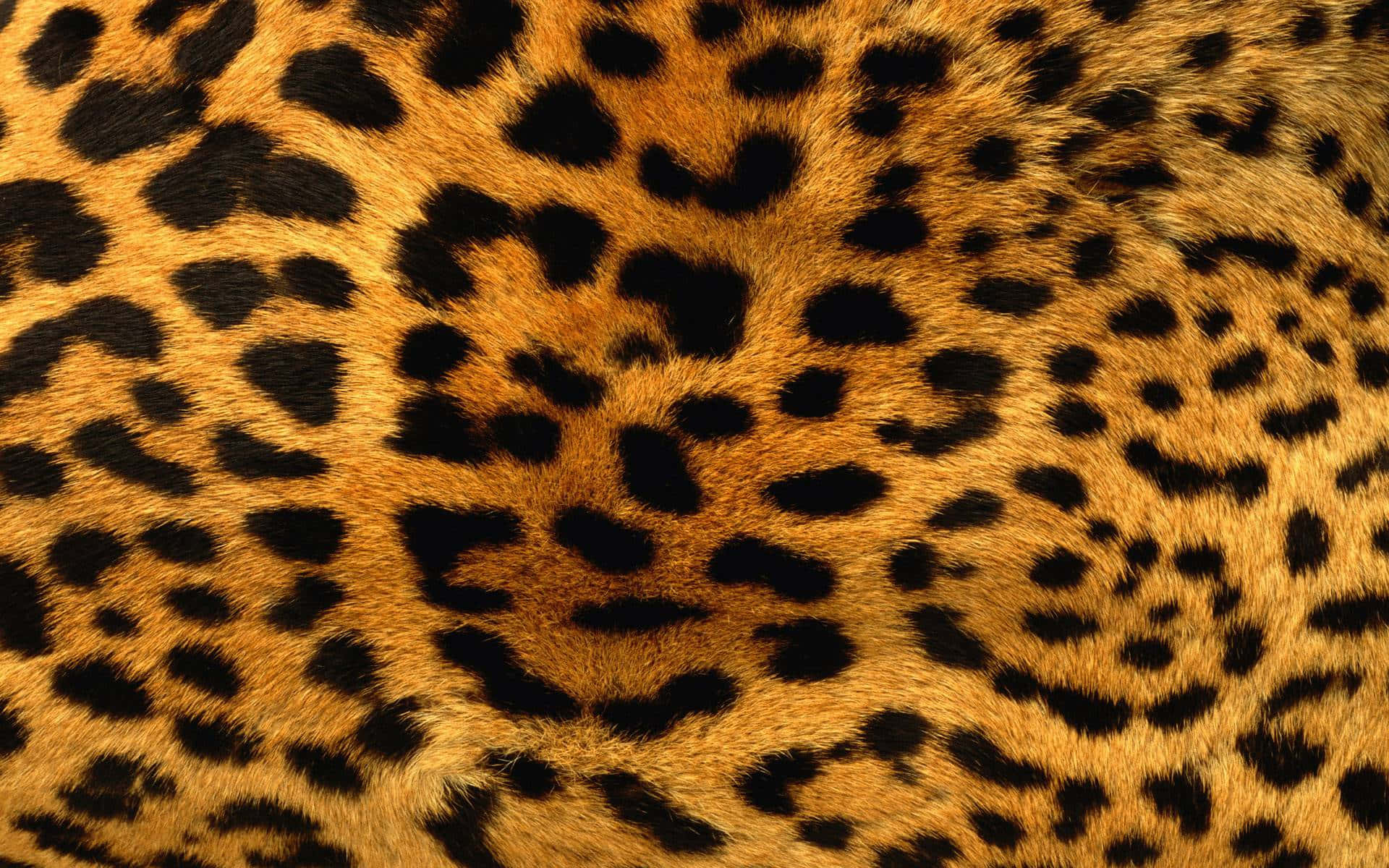 Animal Print 桌布 壁紙 — 豹的金色毛皮特寫，帶有醒目的黑色玫瑰花紋和柔軟質感。