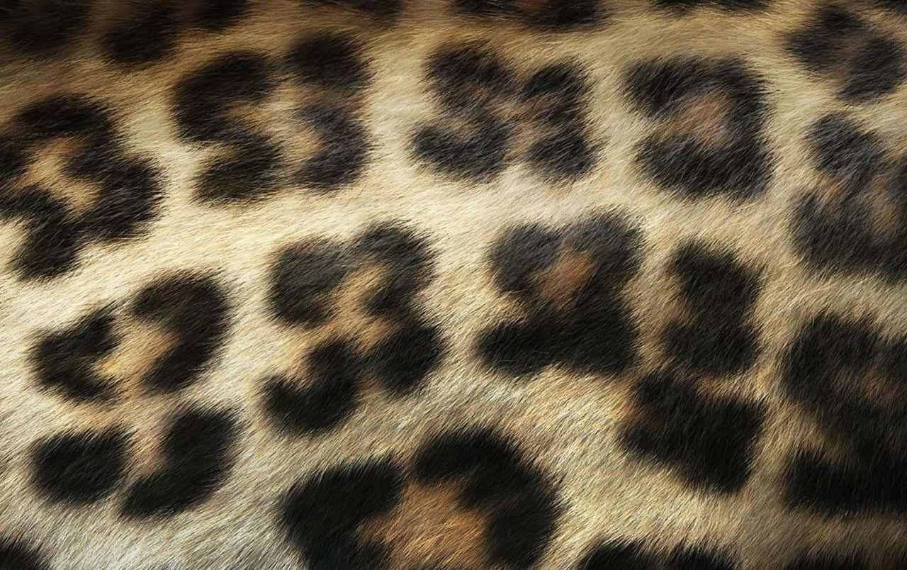 Leopard Pattern 桌布 壁紙 — 豹皮毛的特寫，顯示溫暖米色和深棕色調的詳細玫瑰花紋。