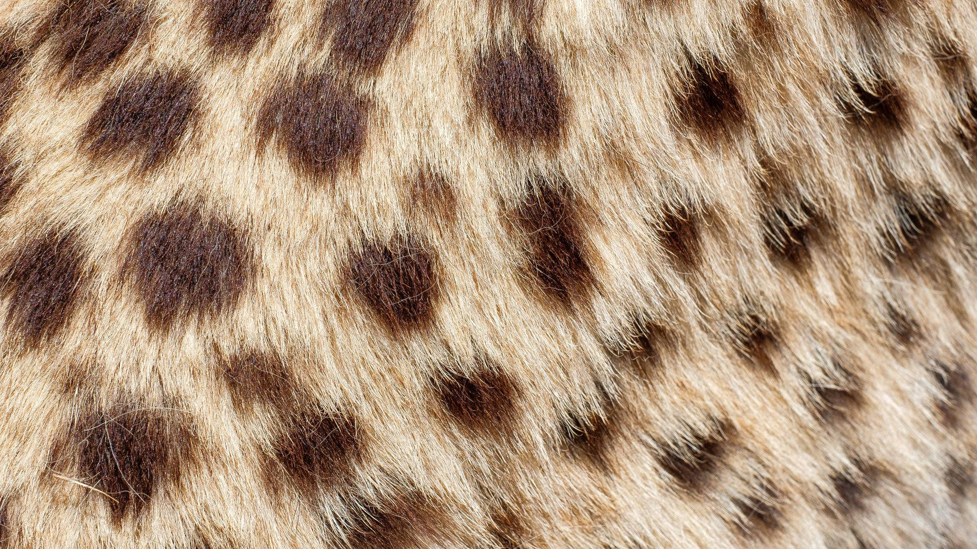 fur 桌布 壁紙 — 豹皮毛的特寫，顯示精細的玫瑰斑紋和柔和的金棕色調。