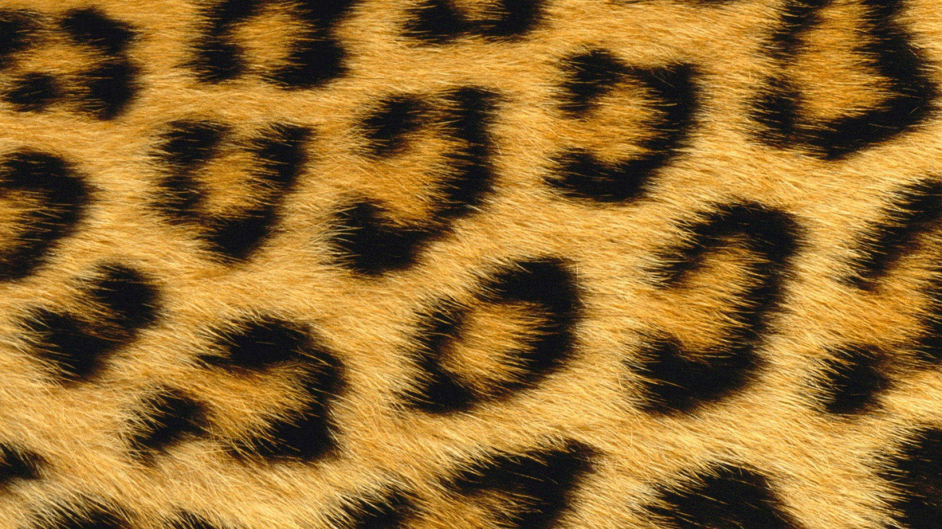 Animal Fur 桌布 壁紙 — 豹皮毛的特寫，顯示細緻的金色毛髮和鮮明的黑色玫瑰花結圖案。