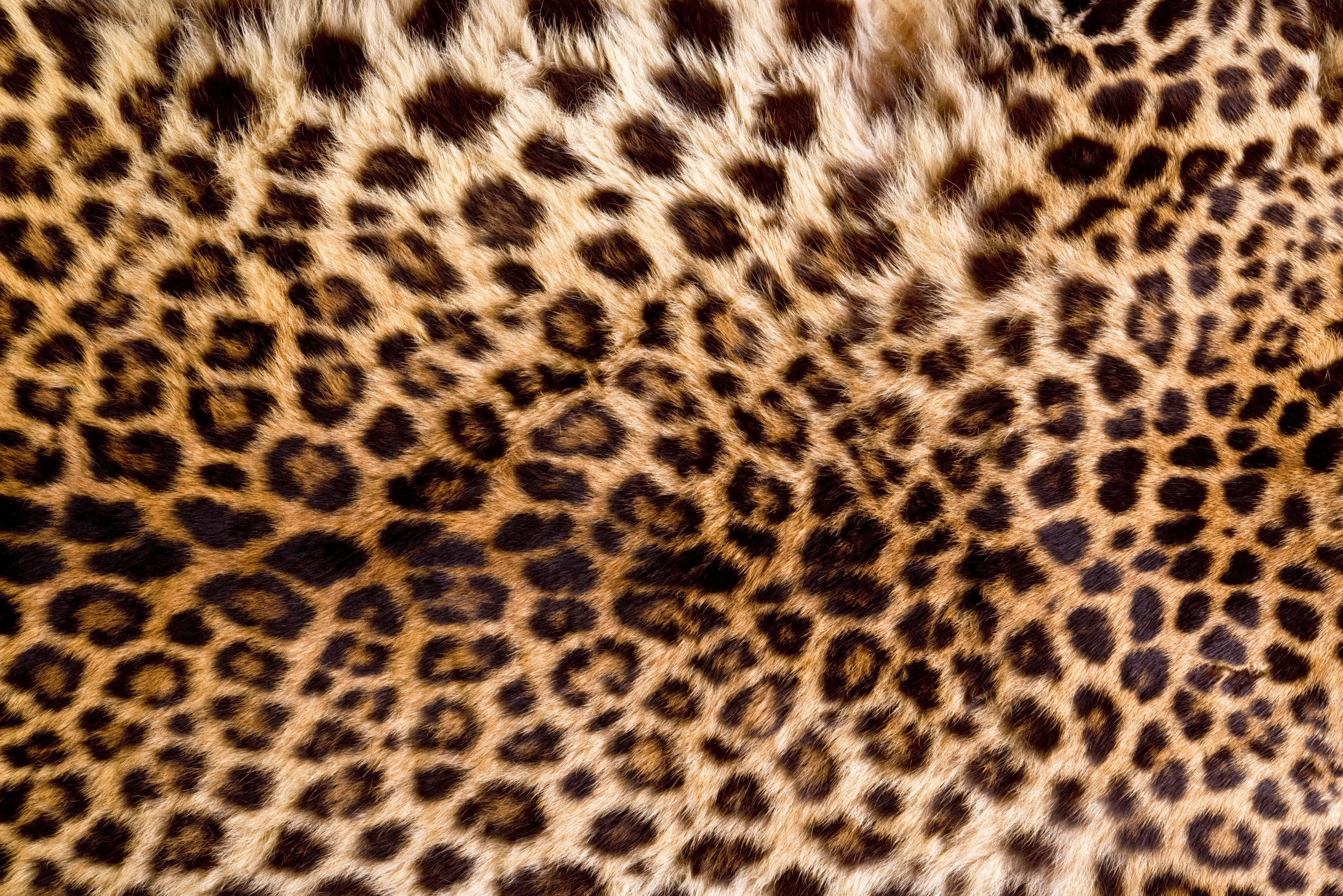 fur 桌布 壁紙 — 豹皮毛的特寫，顯示詳細的玫瑰花結圖案和柔和的金棕色調。