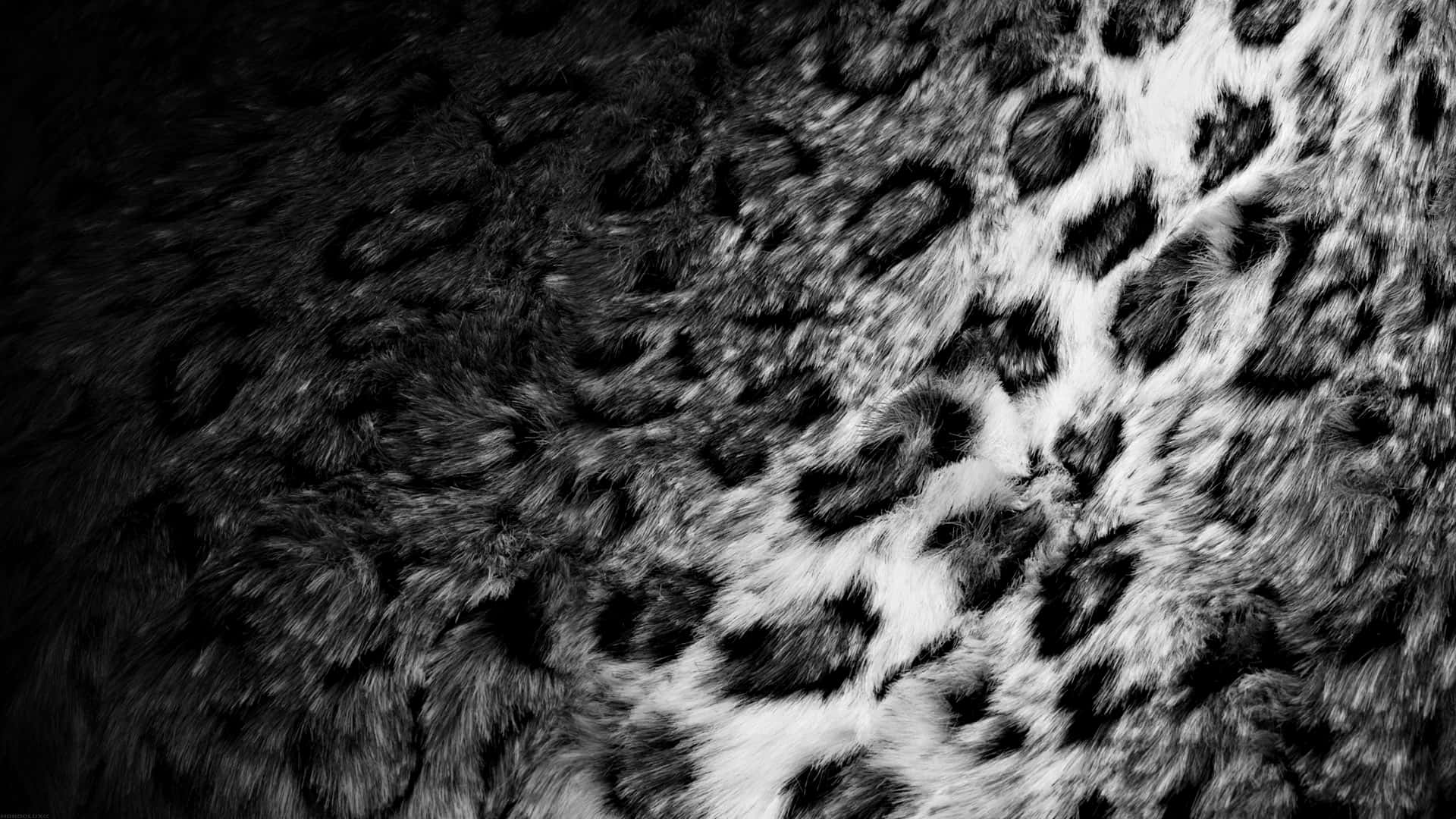 Black And White Animal Print 桌布 壁紙 — 豹皮毛的特寫黑白照片，帶有明顯的玫瑰花紋和質感細節。