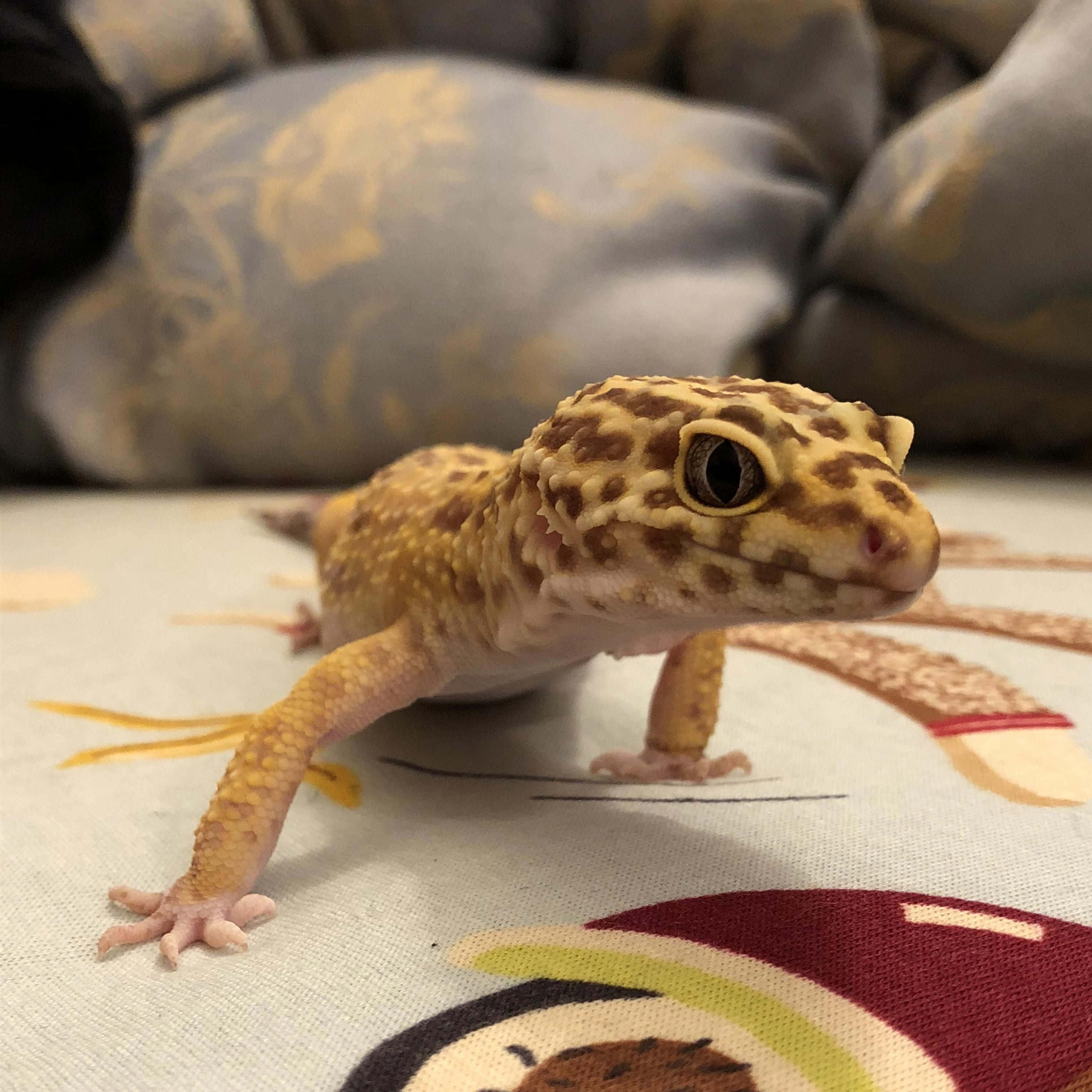 gecko 桌布 壁紙 — 豹紋守宮（黃褐色斑點）的特寫，在色彩繽紛的圖案布料上休息。