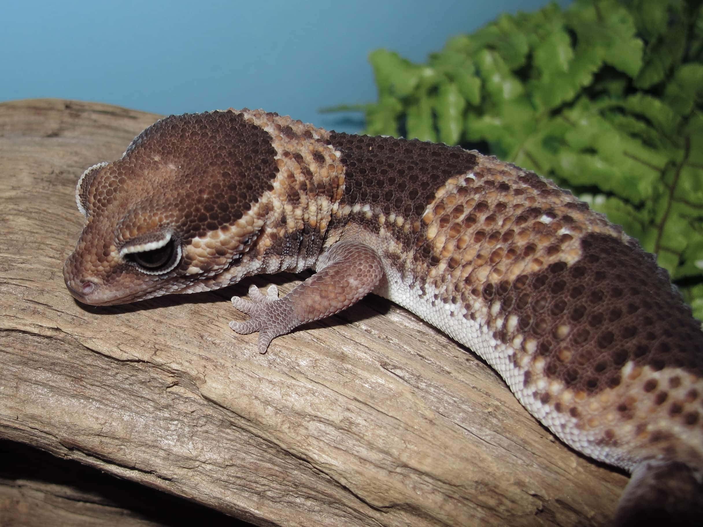 gecko 桌布 壁紙 — 豹紋守宮在紋理木頭上休息的特寫，背景有綠色蕨類植物。