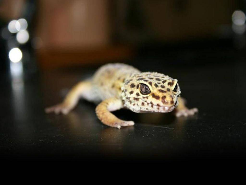 baby animal 桌布 壁紙 — 豹紋守宮帶有斑點圖案，在深色反光表面上休息的特寫。