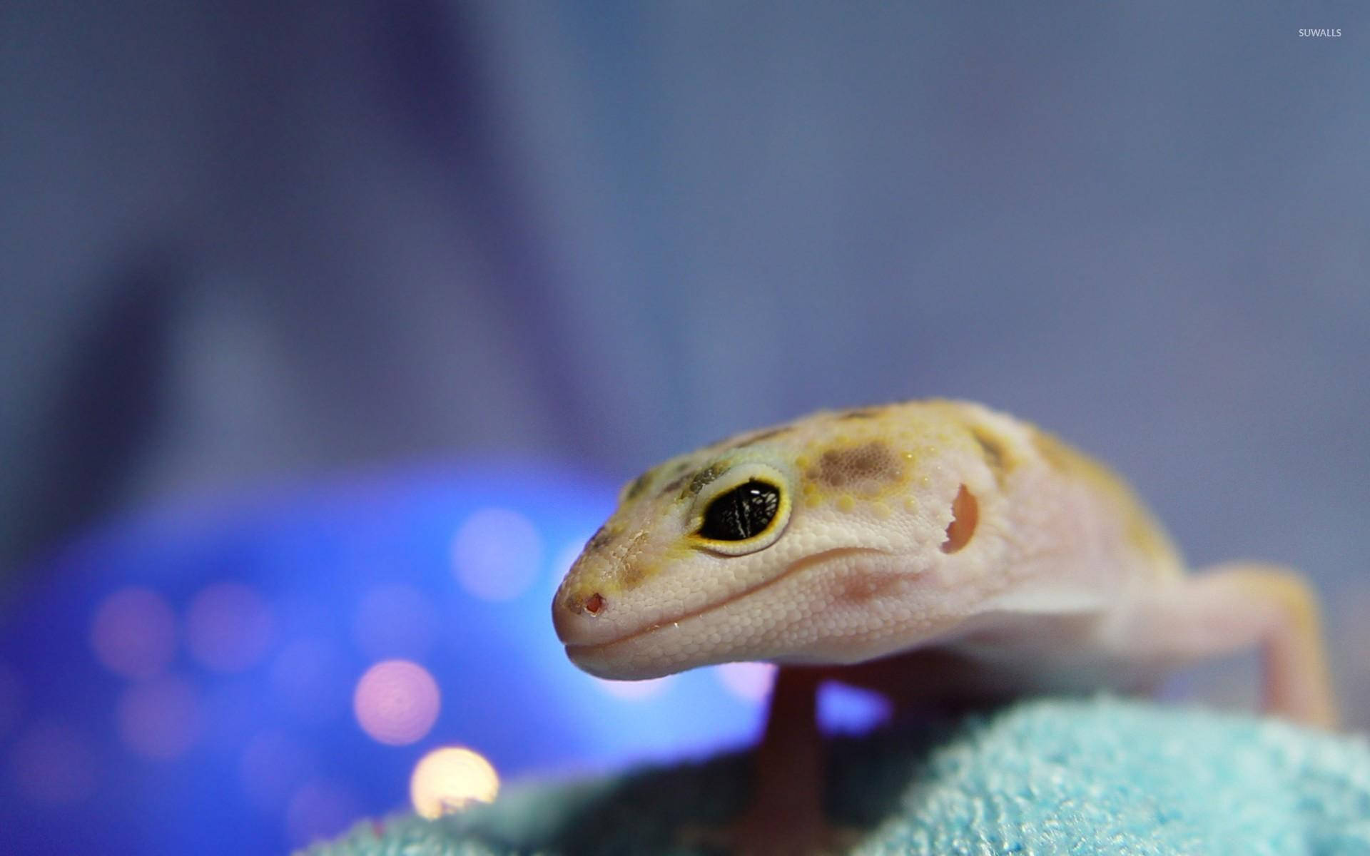 baby animal 桌布 壁紙 — 豹紋守宮棲息在青綠色毛巾上的特寫，背景為柔和模糊的藍色。