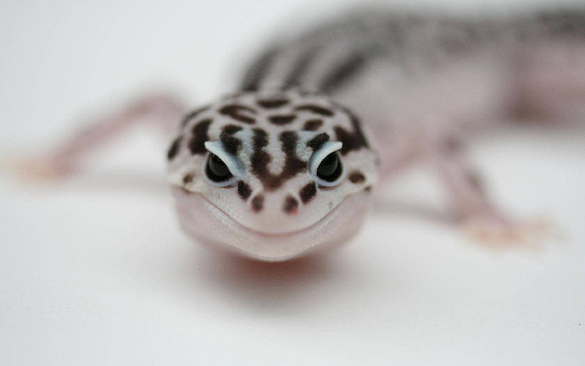 baby animal 桌布 壁紙 — 豹紋守宮的特寫，帶有醒目的黑色斑點和一雙大眼睛，背景是柔和的白色。