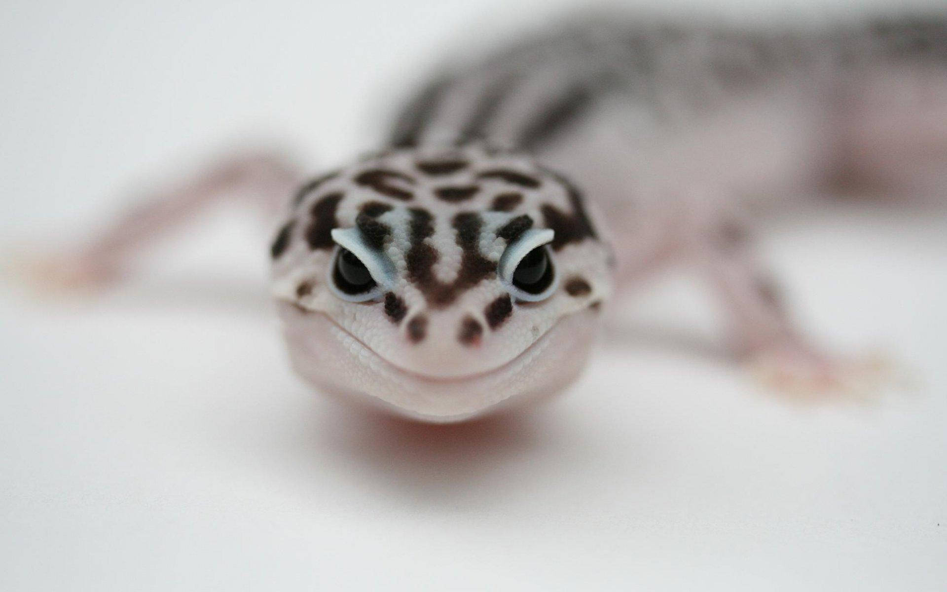 Leopard Gecko 桌布 壁紙 — 豹紋守宮的特寫，帶有醒目的黑色斑點和大眼睛，背景為純白色。