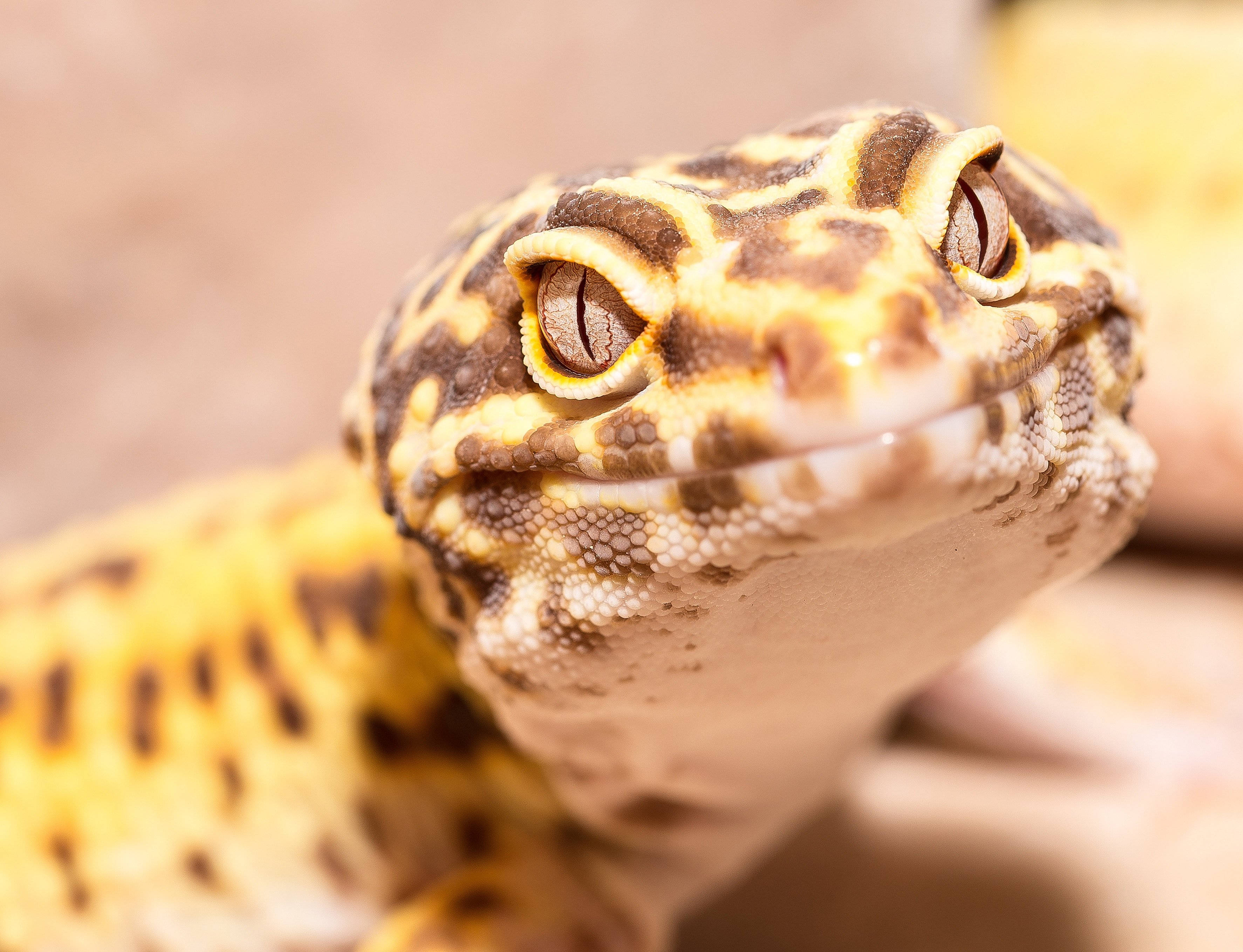Leopard Gecko 桌布 壁紙 — 豹紋守宮的特寫，有搶眼的黃色和棕色圖案，以及大而好奇的眼睛。