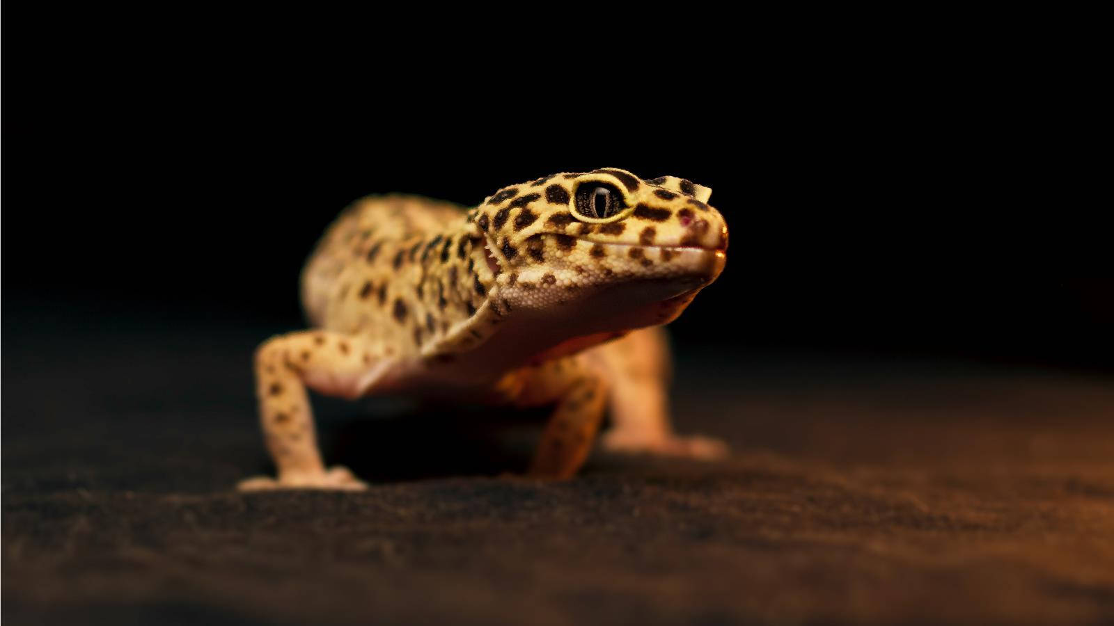 baby animal 桌布 壁紙 — 豹紋守宮的特寫，身上有斑駁的黃褐色和棕色皮膚，在溫暖的燈光下映襯著深色背景。