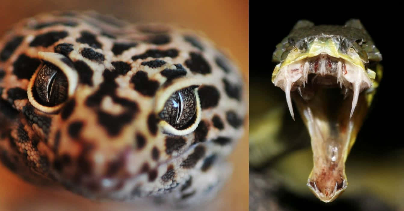 Scary Snake 桌布 壁紙 — 豹紋守宮的細緻眼睛和圖案皮膚，旁邊是張開嘴巴露出尖牙的蛇的特寫。