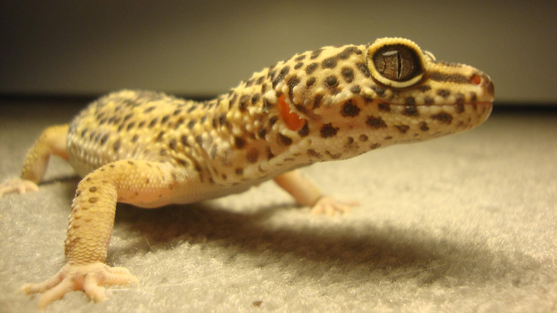 Leopard Gecko 桌布 壁紙 — 豹紋守宮的近距離特寫，身上有斑駁的黃褐色和棕色皮膚，正休息在柔軟的紋理表面上。