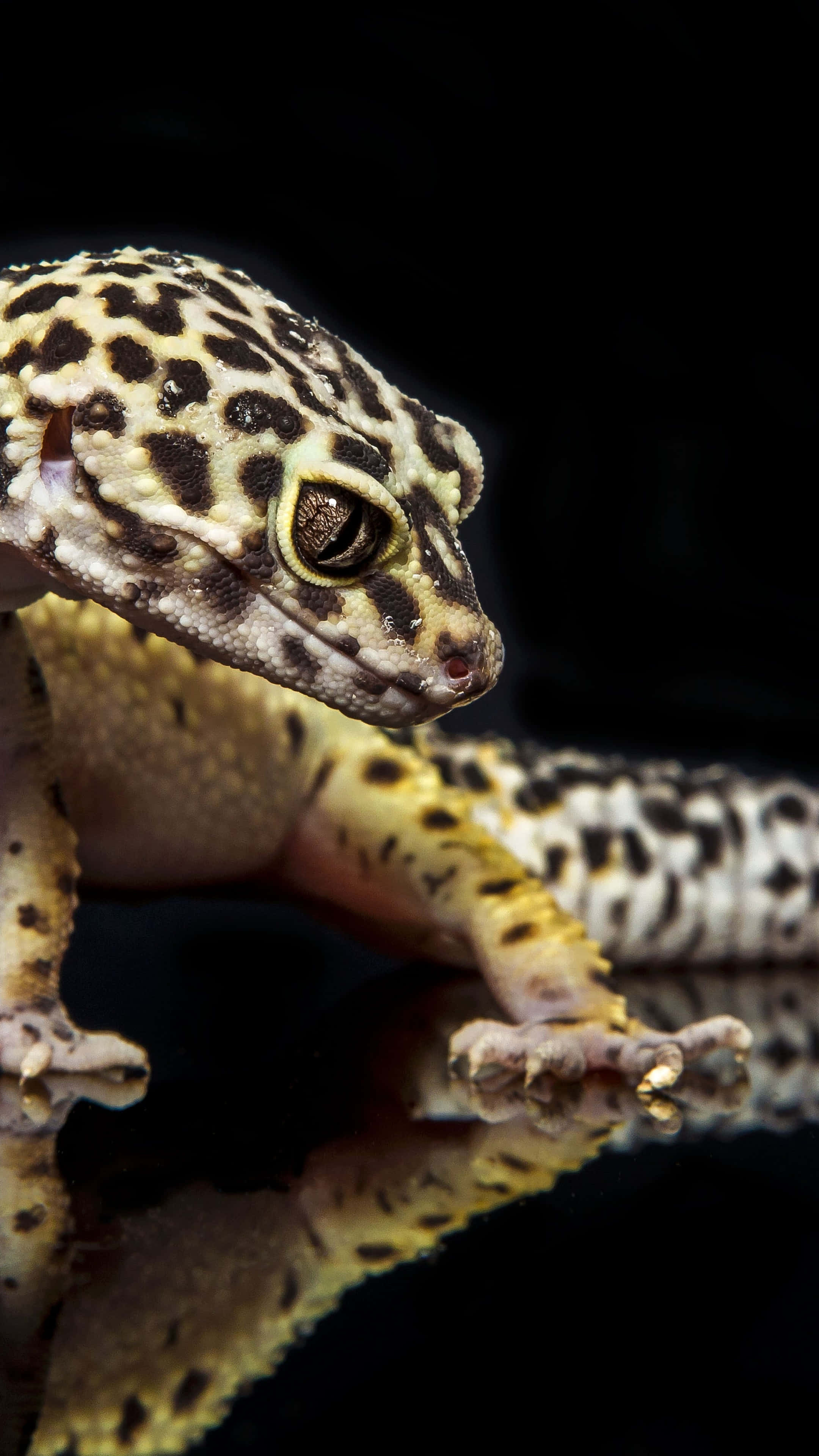 reptile 桌布 壁紙 — 豹紋守宮的近距離特寫，黃黑斑點皮膚，棲息在黑色背景前的反光表面上。