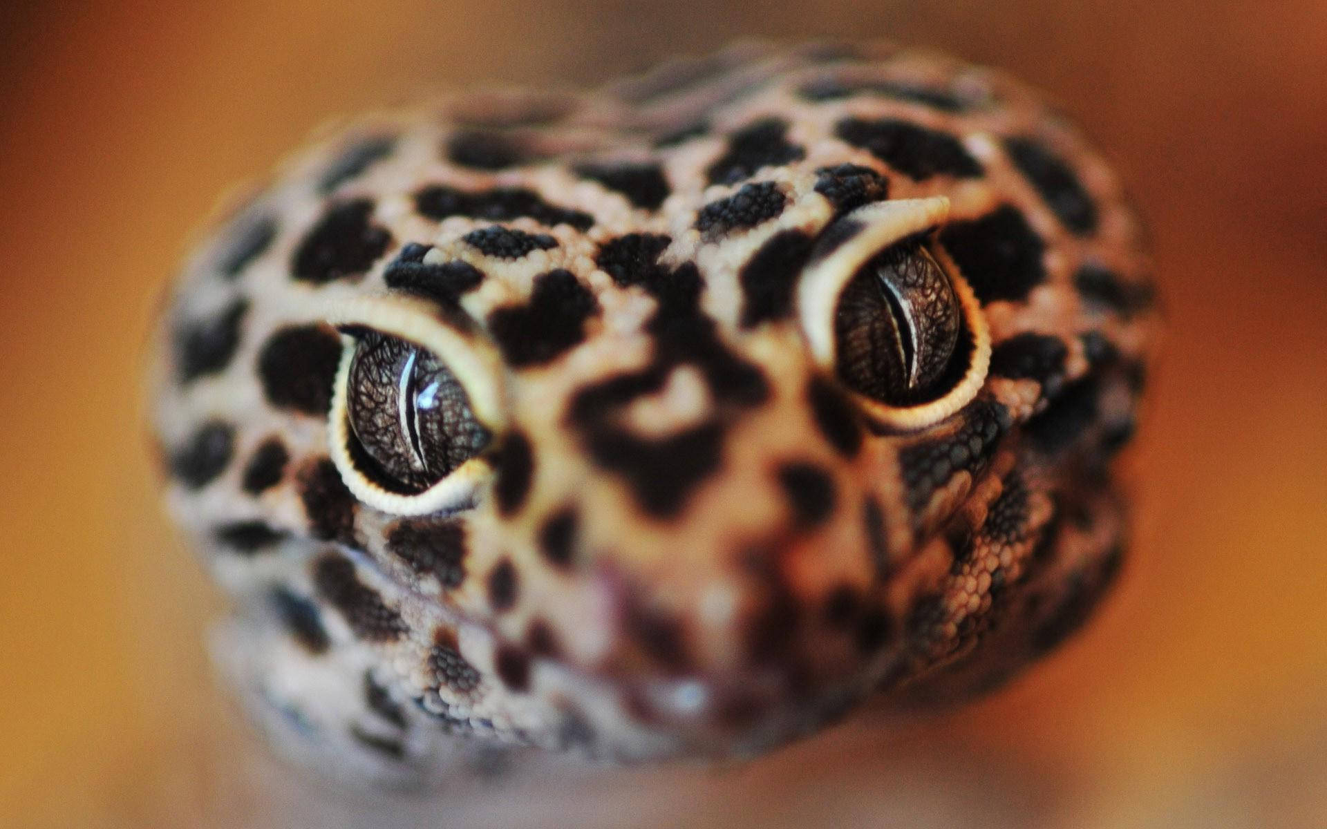 Leopard Gecko 桌布 壁紙 — 豹紋守宮臉部的特寫照片，擁有引人注目的眼睛和斑點圖案，背景溫暖模糊。
