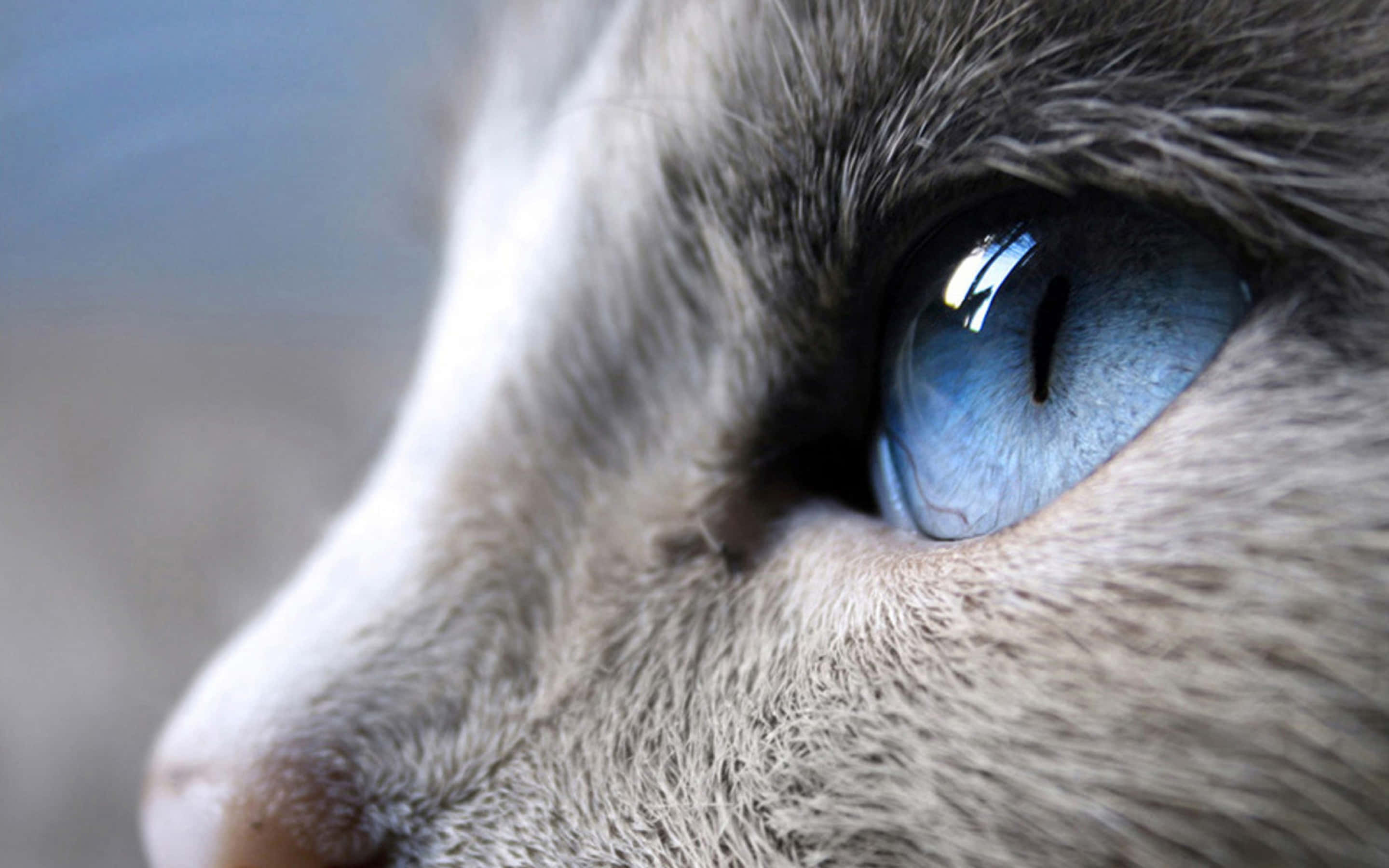 Cat Eyes 桌布 壁紙 — 貓咪引人注目的藍色眼睛特寫，帶有細緻的毛髮和柔和的背景模糊。