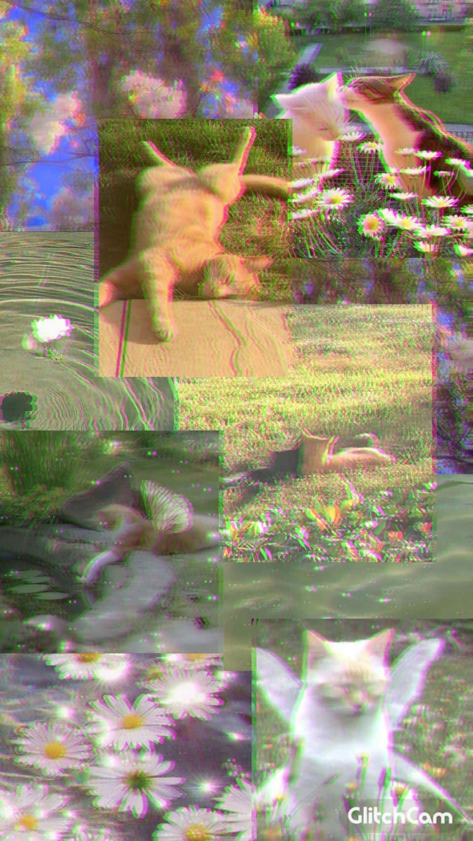 貓咪照片拼貼 壁紙