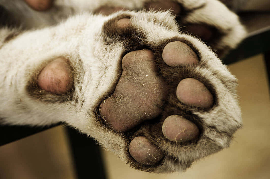 paws 桌布 壁紙 — 貓爪的特寫，顯示柔軟的白色絨毛和粉紅色肉墊，帶有污垢顆粒。