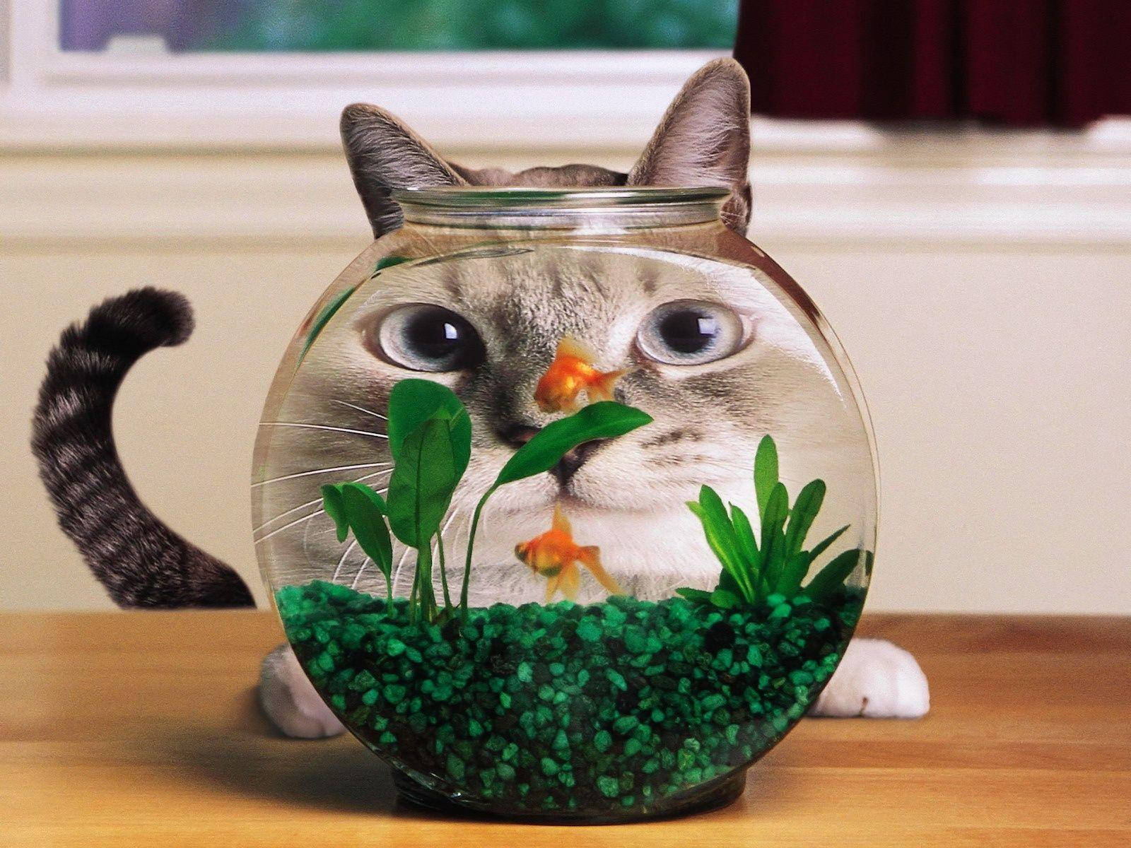 搞笑 桌布 壁紙 — 貓的臉從裝滿綠色碎石和植物的魚缸中探出，兩條金魚在附近游動。