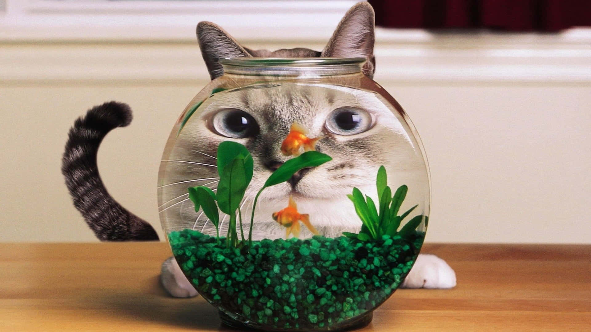 Aquarium 桌布 壁紙 — 貓的臉透過一個裝滿綠色礫石植物和金魚的魚缸窺視。