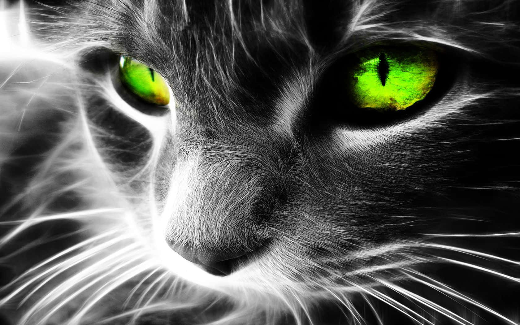Eyes 桌布 壁紙 — 貓臉的特寫，擁有發光的綠色眼睛和高對比度的黑白毛髮。