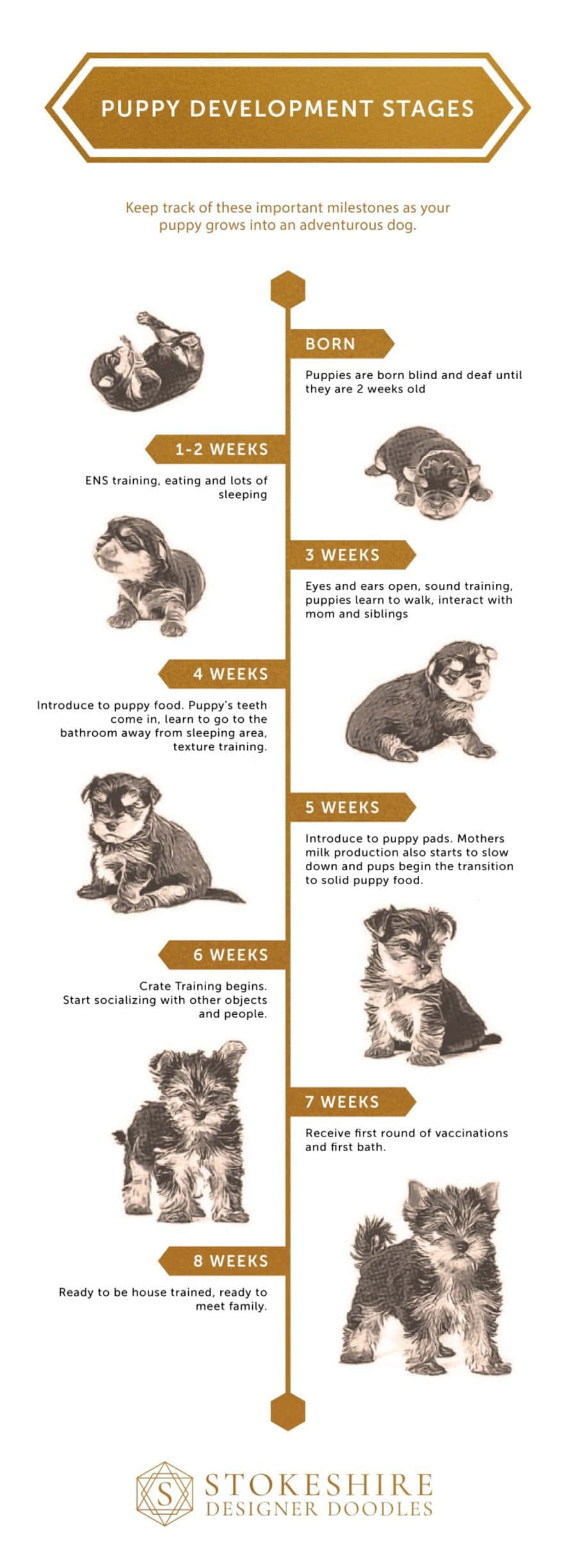 Schnauzer 桌布 壁紙 — 資訊圖表顯示小狗從出生到八週的發育階段，附有插圖小狗和里程碑描述。