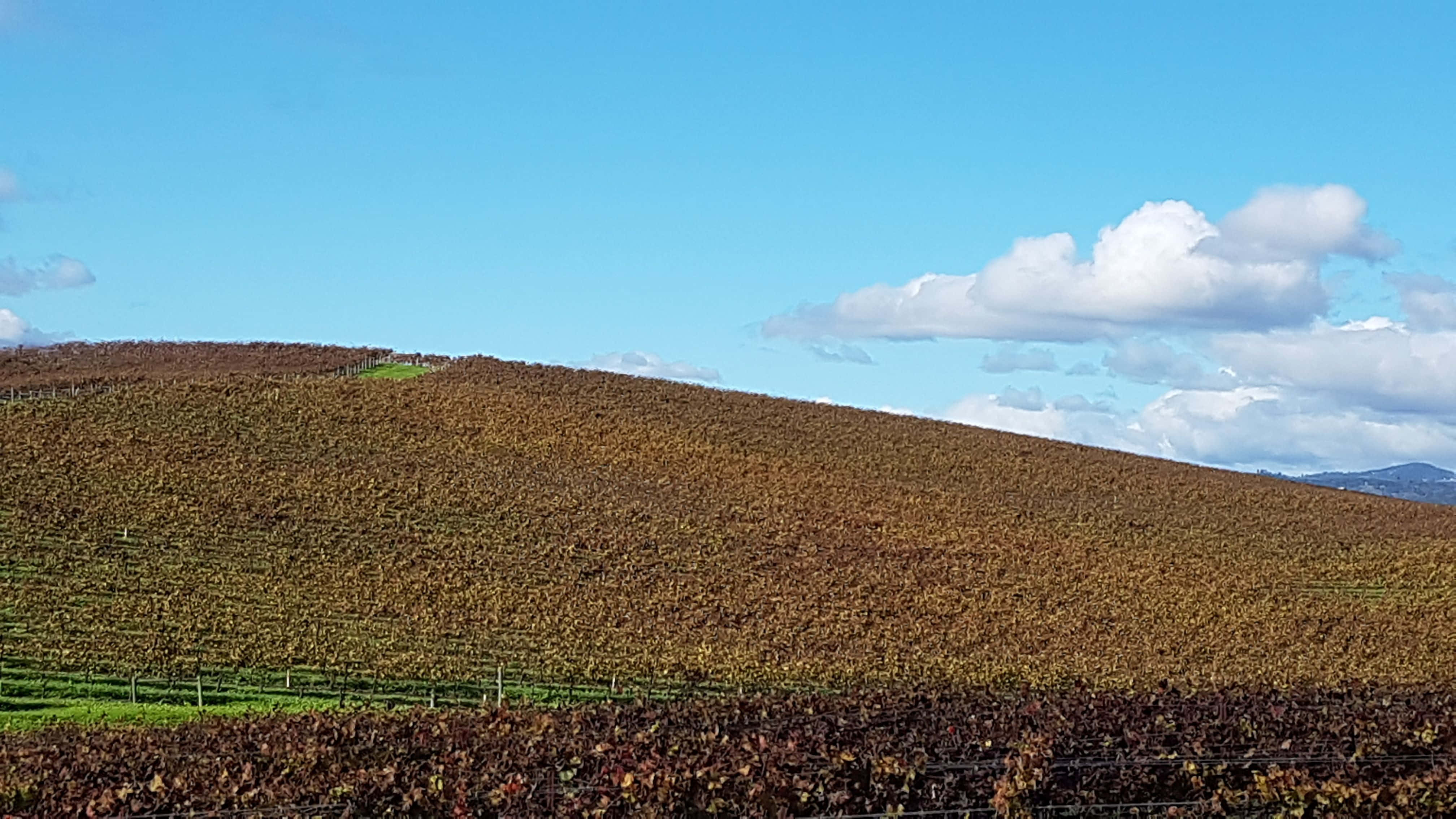 Windows XP 桌布 壁紙 — 起伏的山丘葡萄園，秋日葡萄藤在明亮的藍天和白雲下。