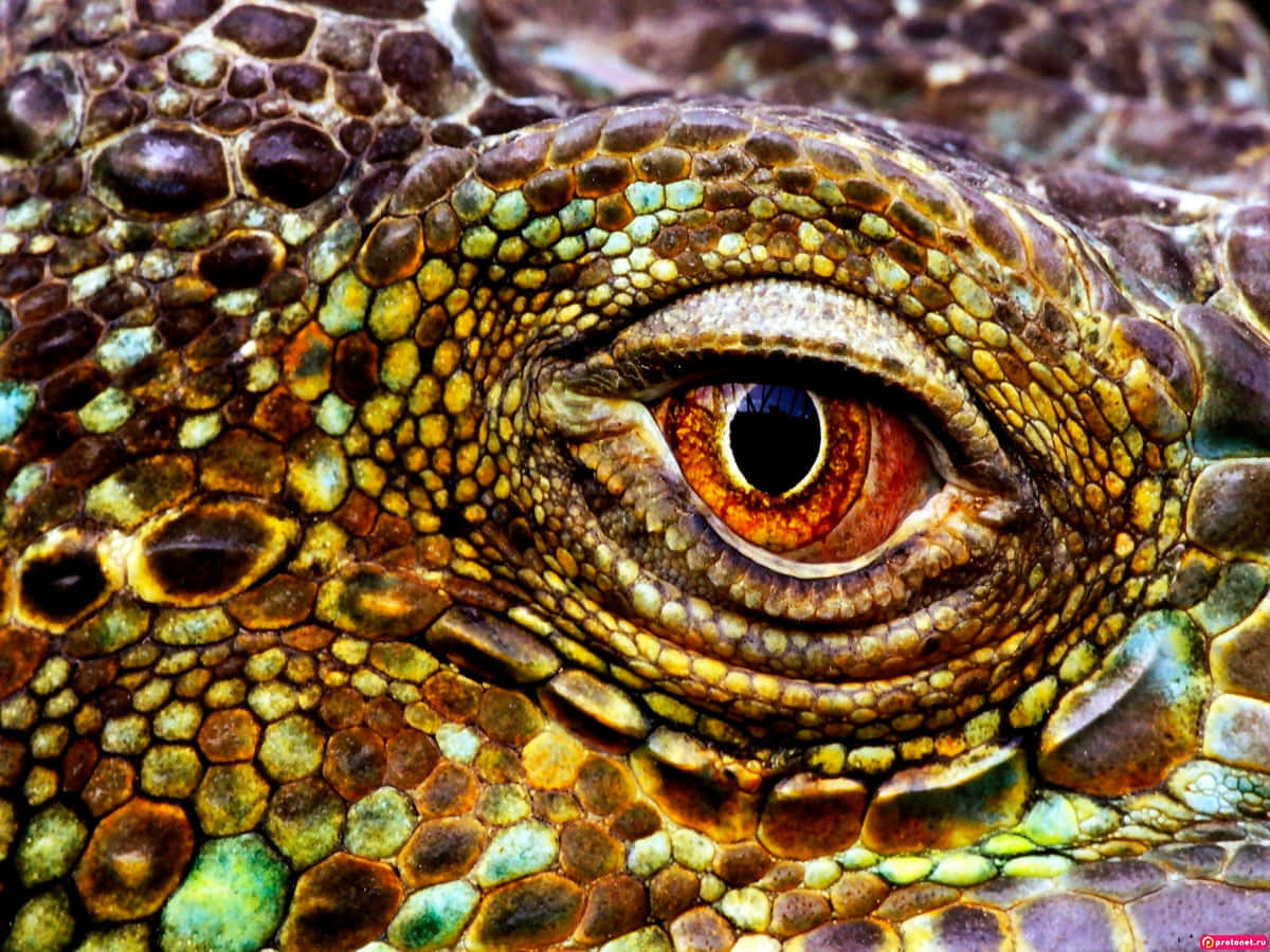 reptile 桌布 壁紙 — 超現實特寫蜥蜴眼睛，周圍環繞著大地色系綠色、棕色和金色的紋理鱗片。