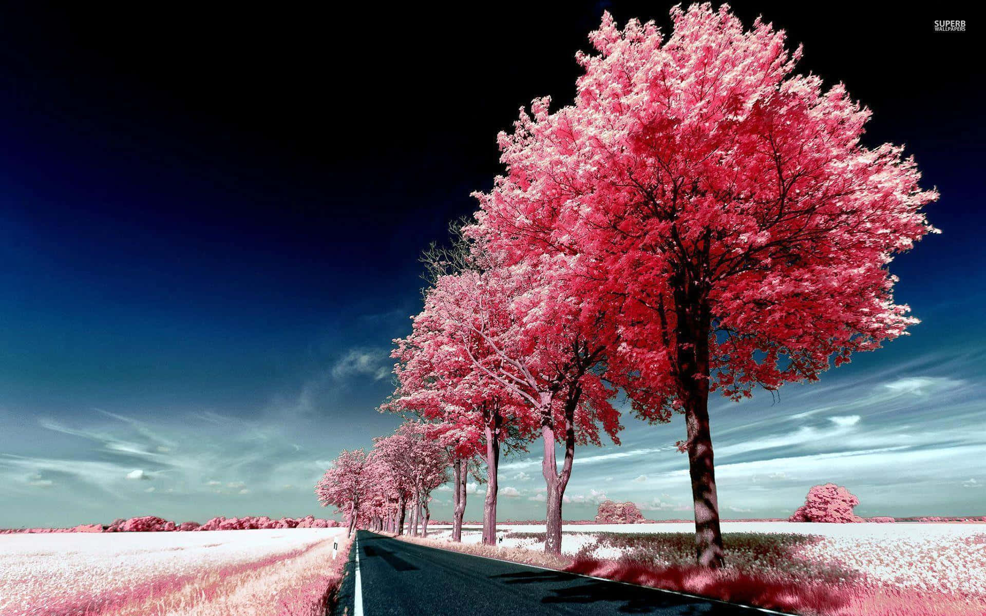 Pink Trees 桌布 壁紙 — 超現實的紅外線風景，展現一條在深藍色天空下兩旁種滿鮮豔粉紅色樹木的道路。
