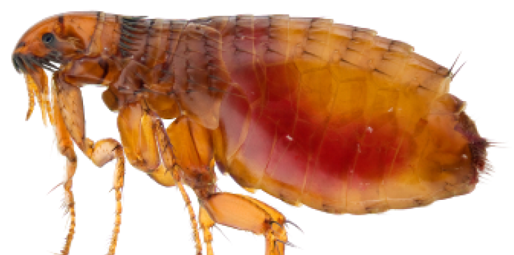 Flea 桌布 壁紙 — 跳蚤的詳細微距視圖，具有半透明琥珀色身體和紅色充血腹部，背景為純白色。