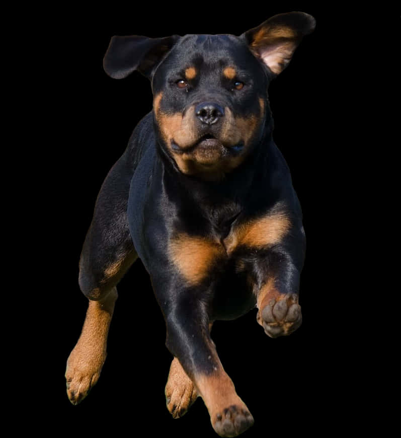 跳躍羅威納犬黑色背景 壁紙