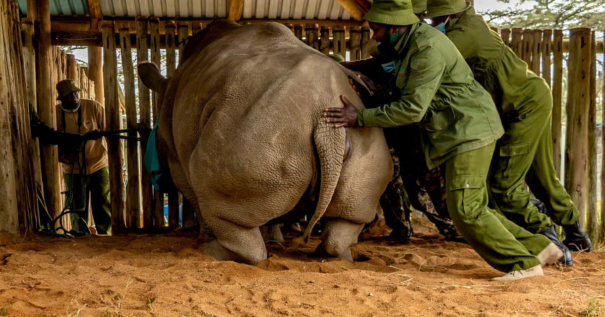 rhino 桌布 壁紙 — 身穿綠色制服的保育人員在野生動物保護區的木製圍欄內輕輕引導一隻大犀牛。